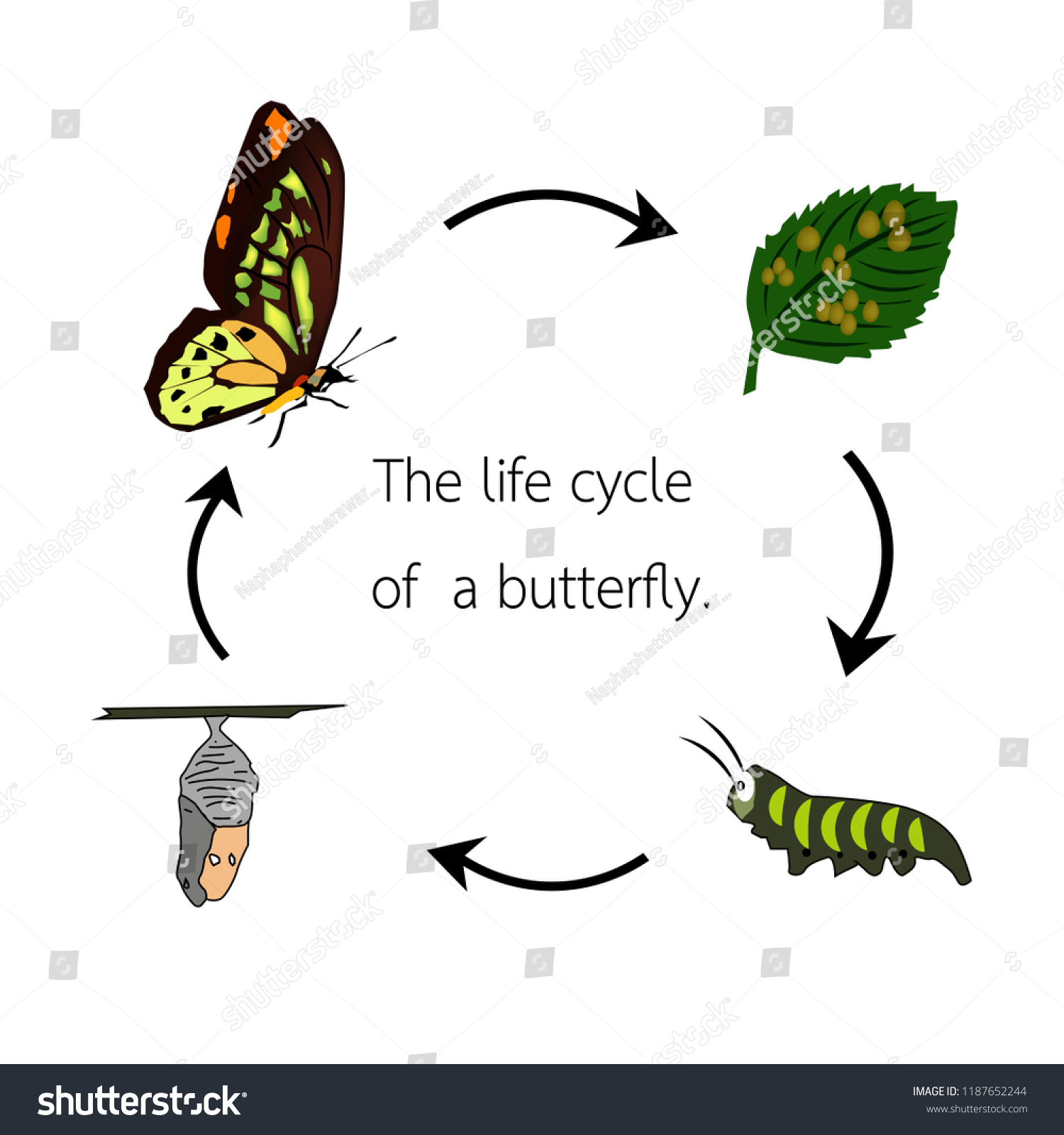 Life Cycle Butterfly Stock Vector (Royalty Free) 1187652244 | Shutterstock