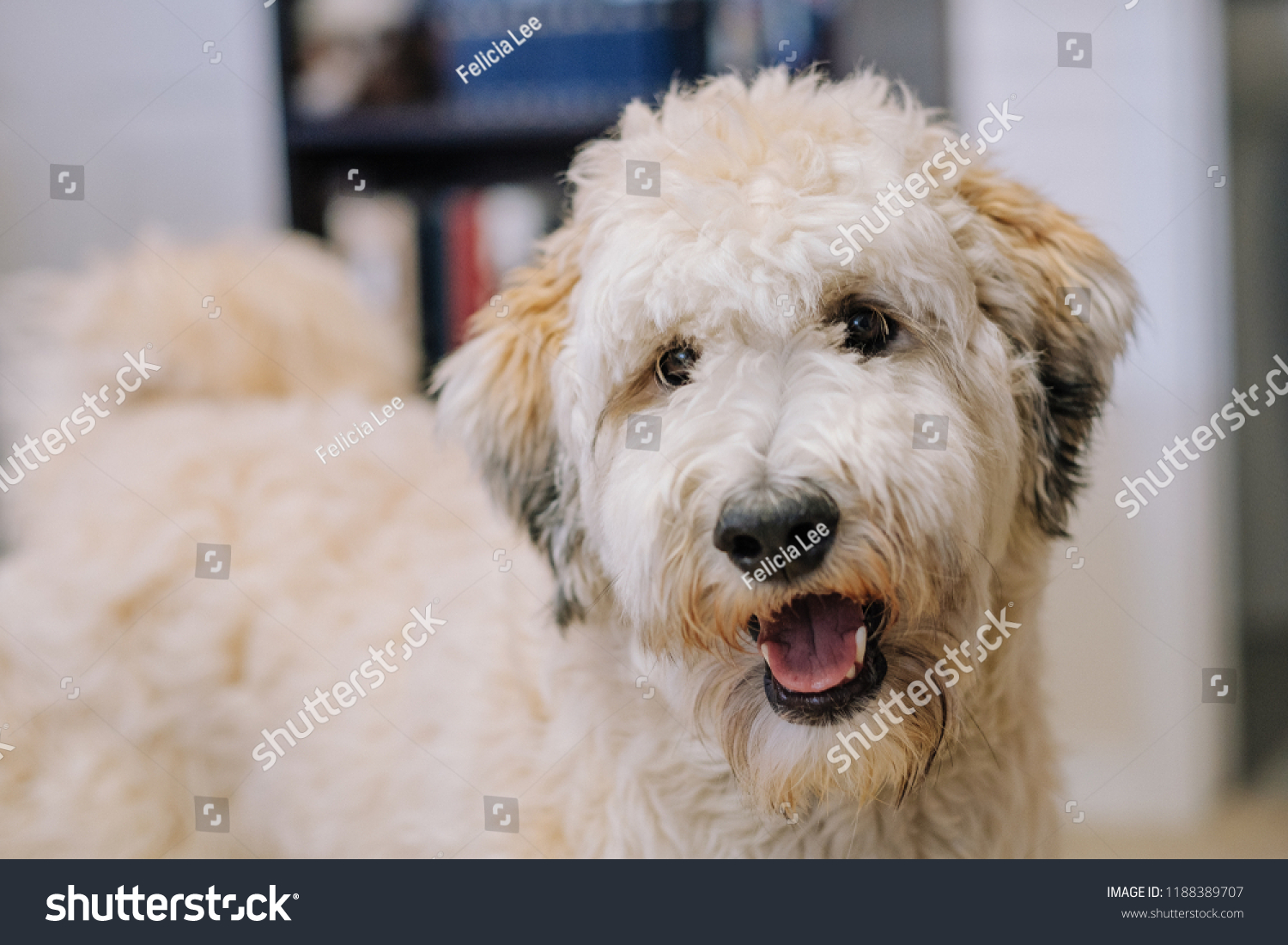 Portrait Smiling Fluffy Dog Stock Photo 1188389707 Shutterstock