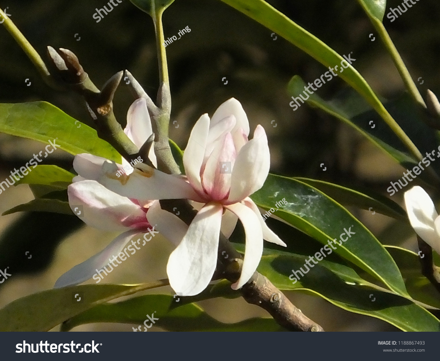 TÌNH YÊU CÂY CỎ  - Page 66 Stock-photo-magnolia-compressa-michelia-compressa-ogatama-no-ki-in-flower-1188867493