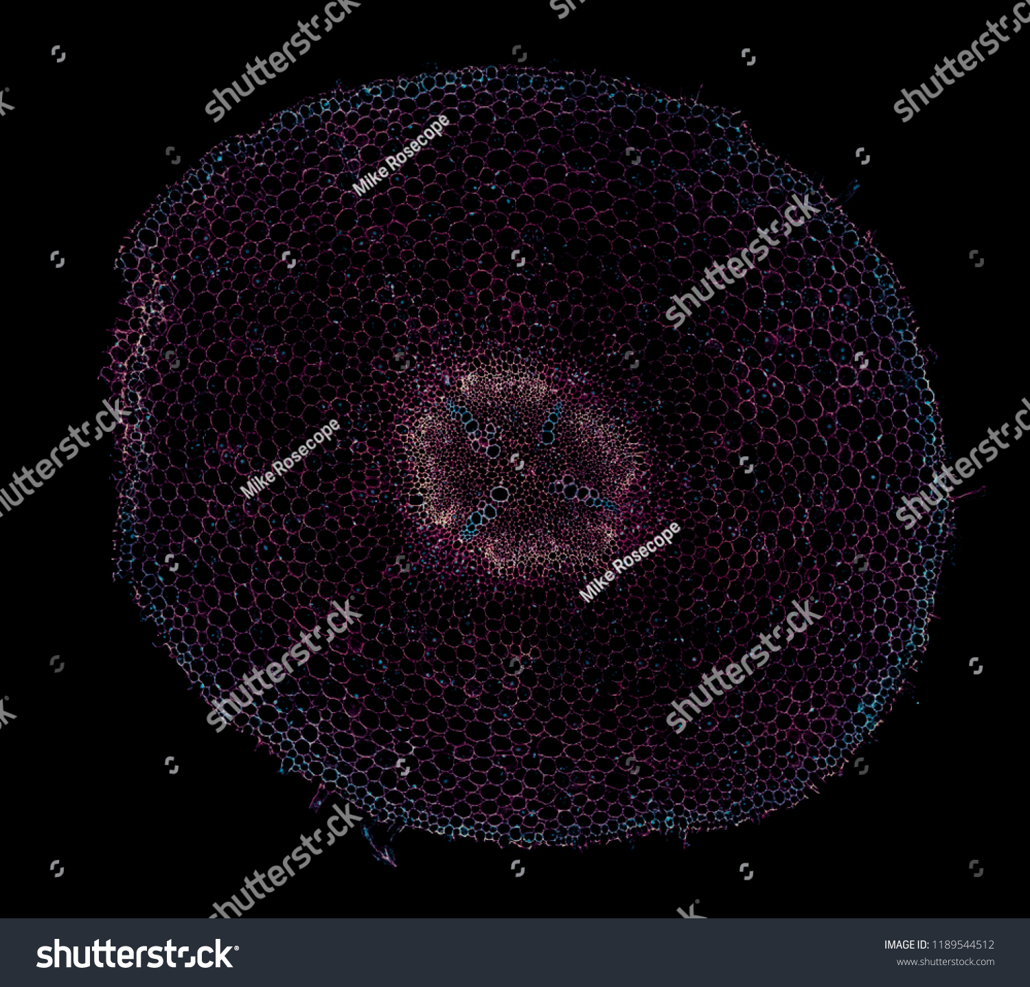 Ranunculus Stem Cross Section Cut Under Stock Photo 1189544512 ...