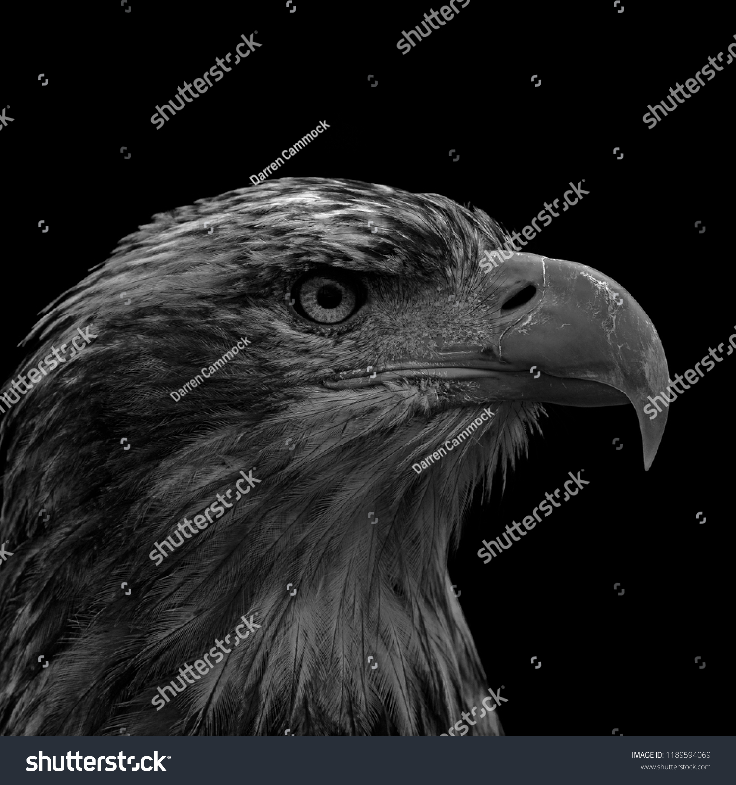 Bald Eagle Portrait Stock Photo 1189594069 Shutterstock Bald Eagle Portrait Stock Photo 1189594069 Shutterstock