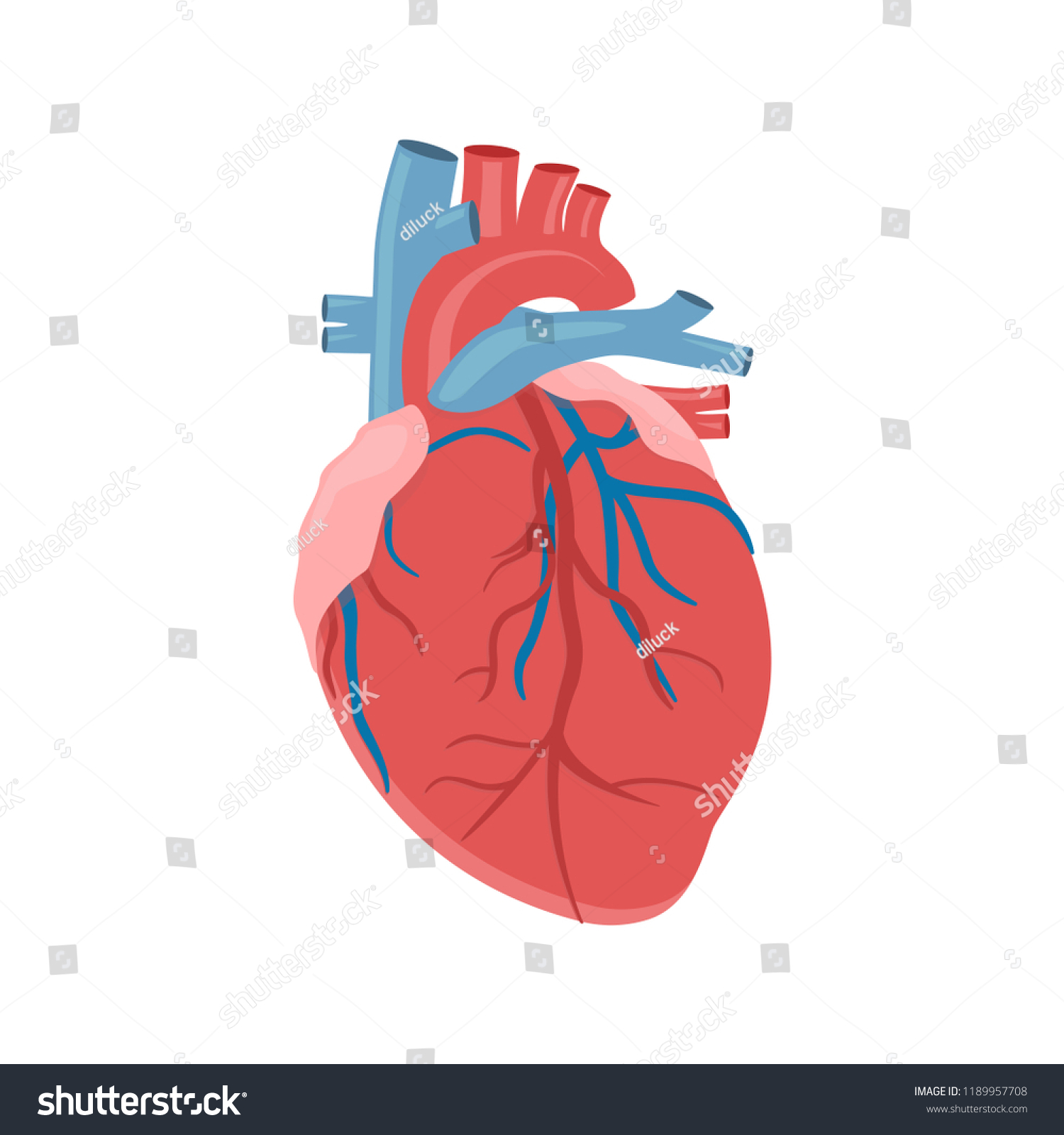 Icon Human Heart Anatomy Heart Man Stock Vector (Royalty Free ...