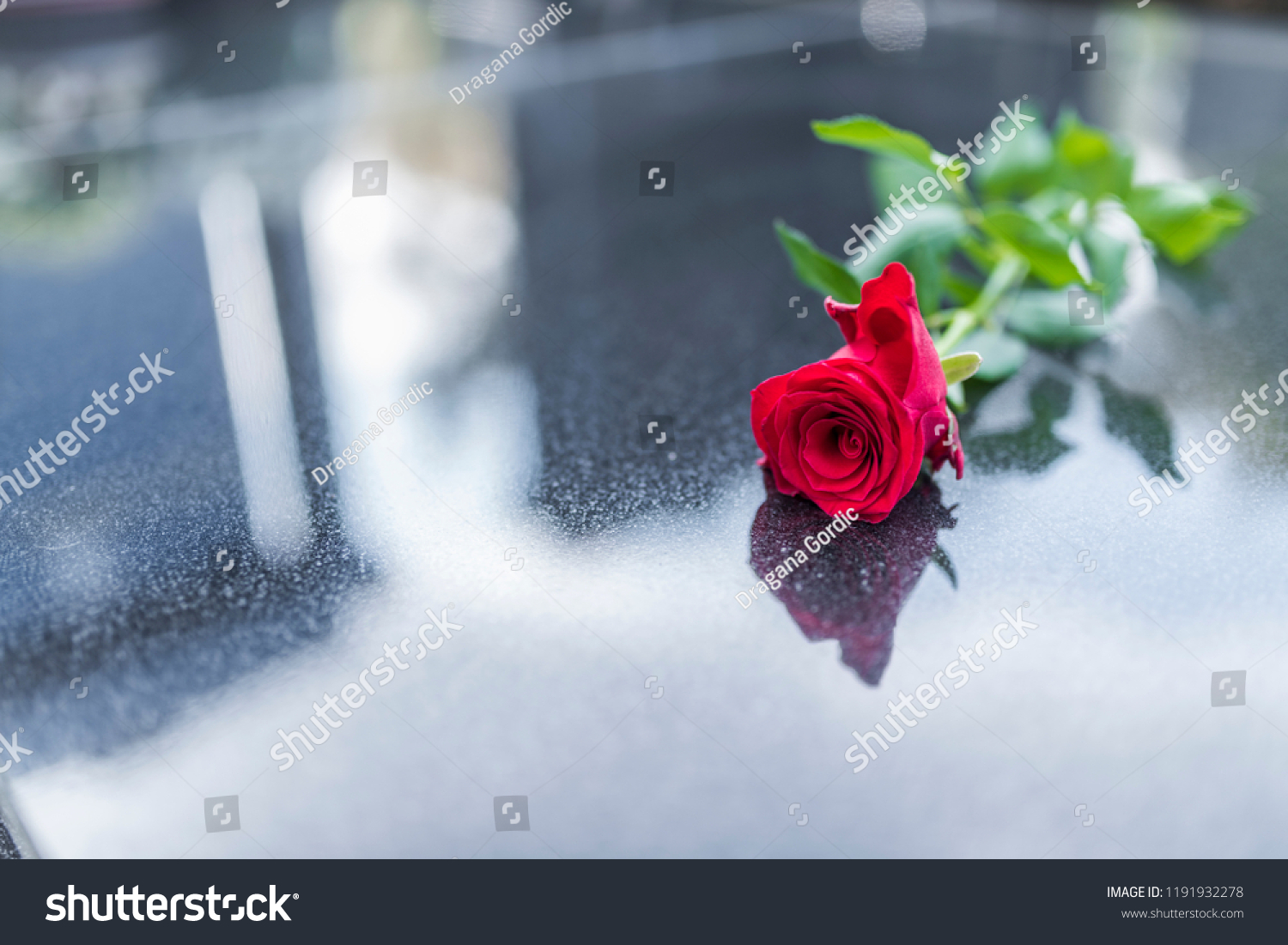 Red Rose On Tombstone Rose Cemetery Stock Photo 1191932278 | Shutterstock