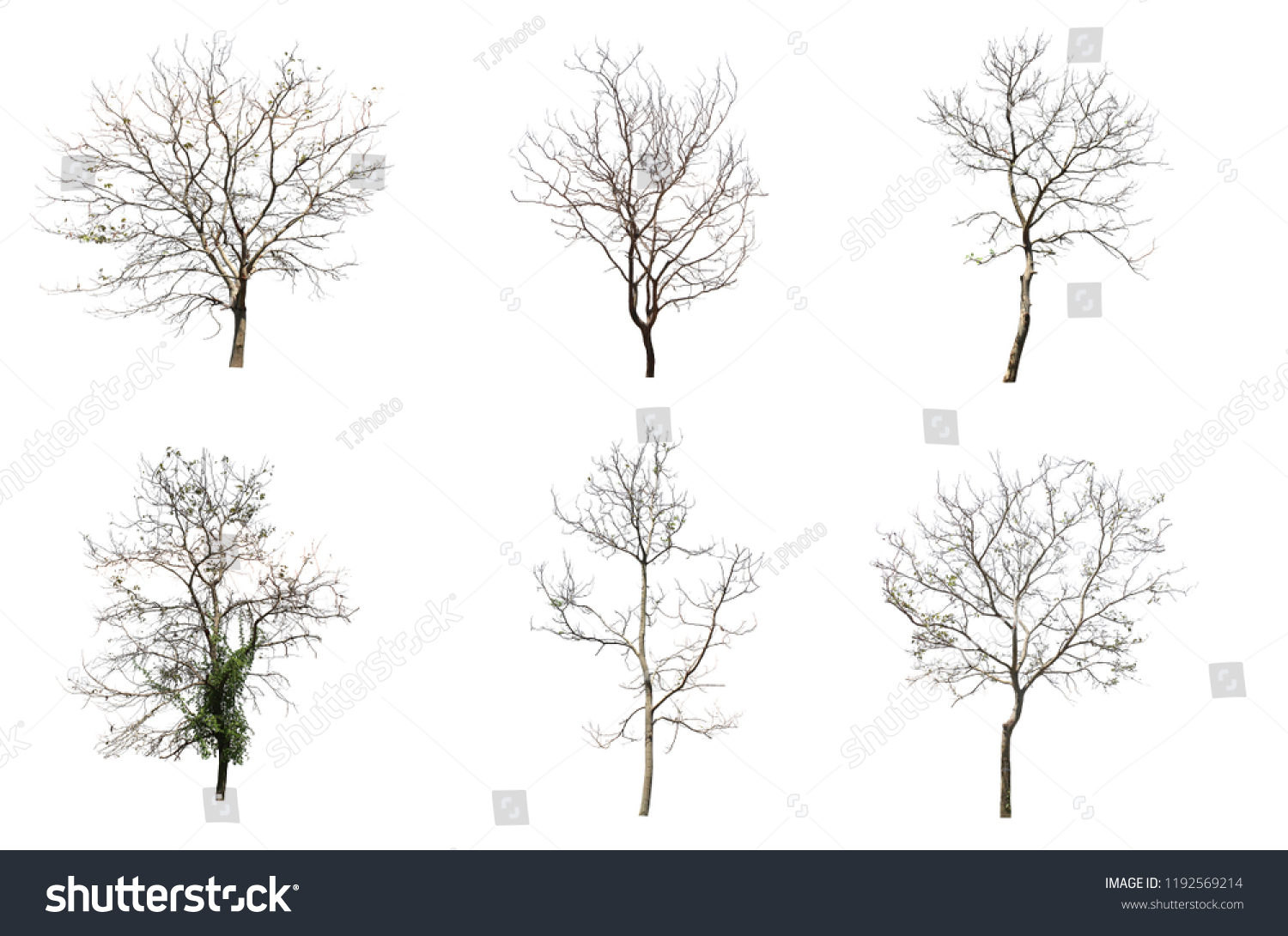 Isolated Tree On White Background Group Stock Photo 1192569214 