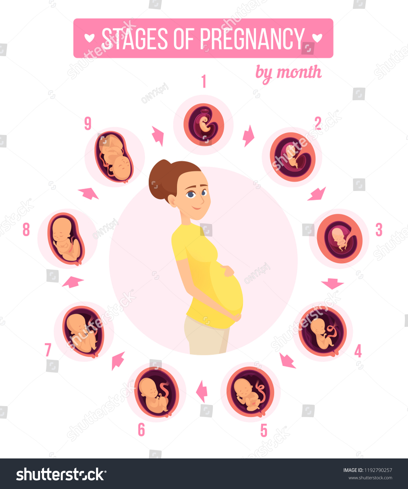 Pregnancy Trimester Infographic Human Growth Stages Stock Vector ...