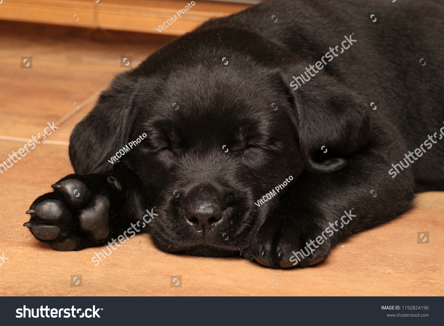 Black Labrador Puppy Sleep On Floor Stock Photo 1192824196 | Shutterstock