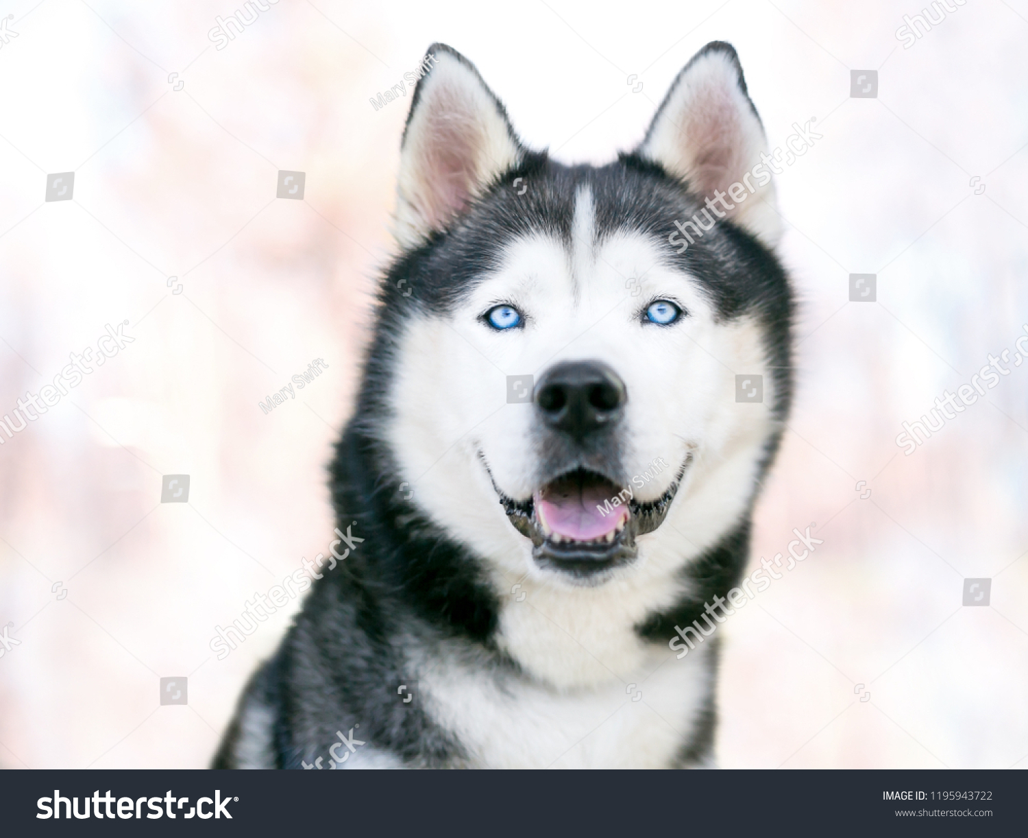 are huskies purebred