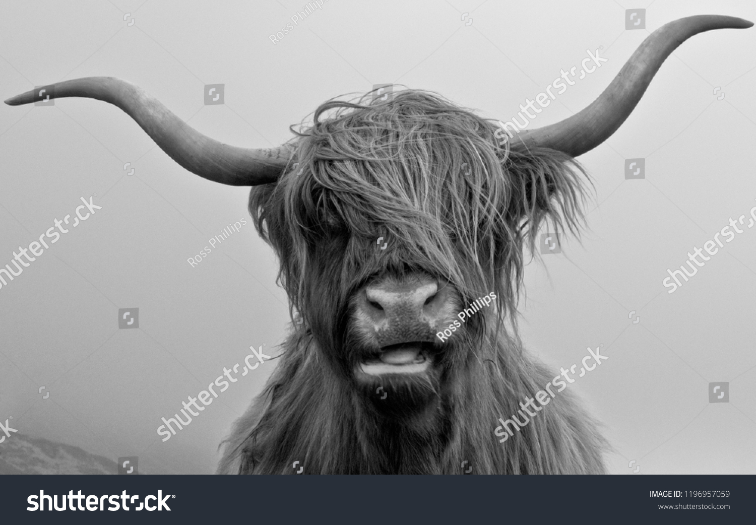 Drinan Highland Cow Stock Photo 1196957059 | Shutterstock