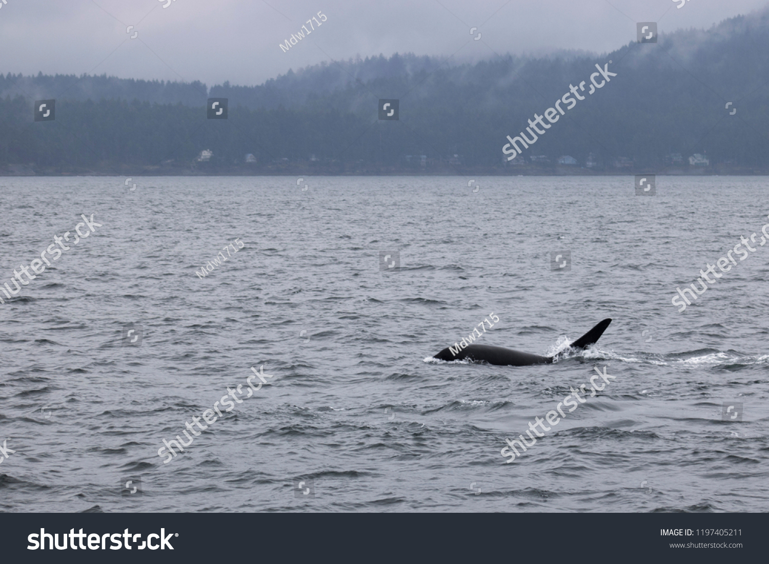 Orca Known Killer Whale Breaches Surface Stock Photo 1197405211 ...