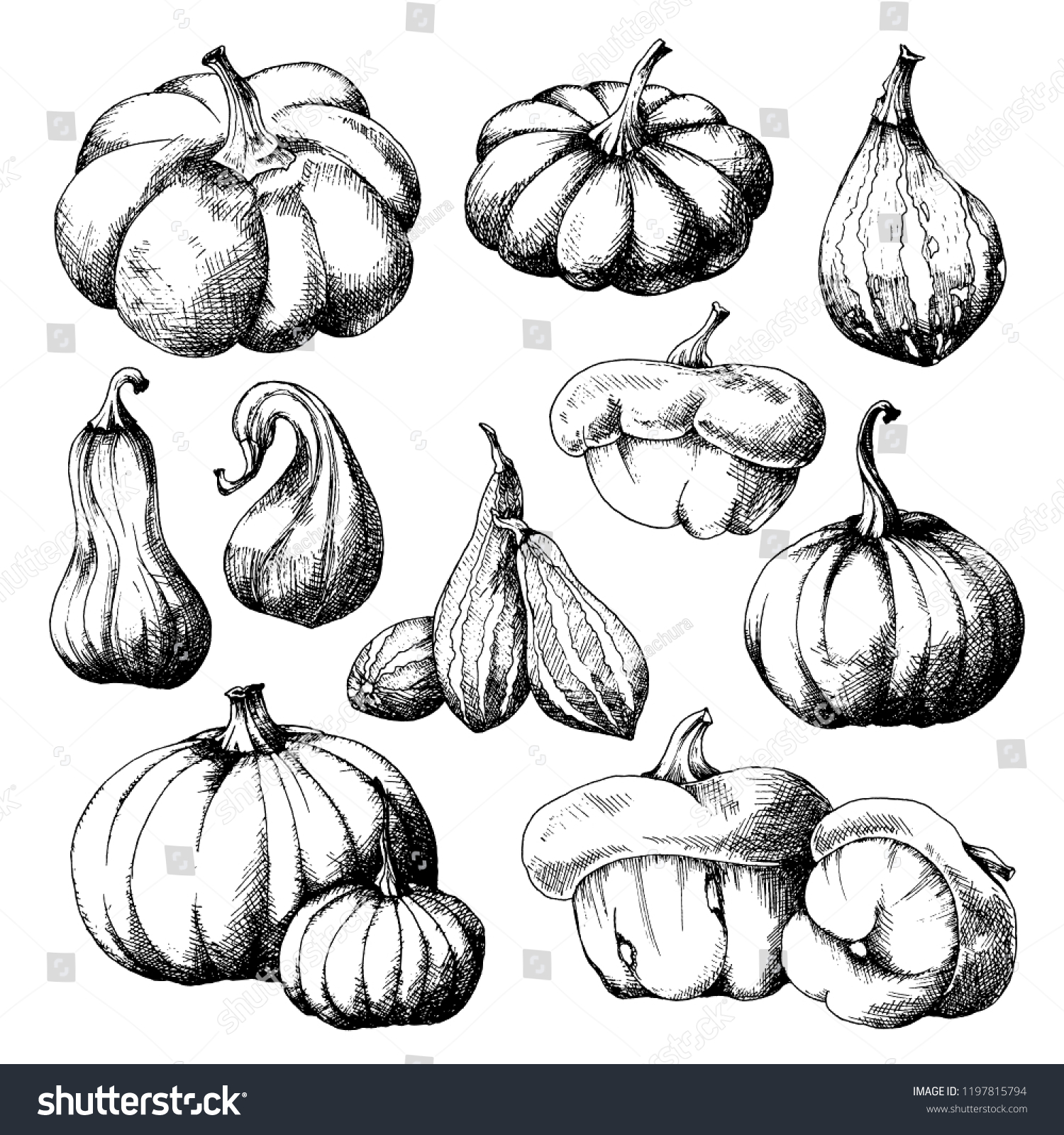 Set Pumpkins Big Small Different Varieties Stock Vector (Royalty Free ...