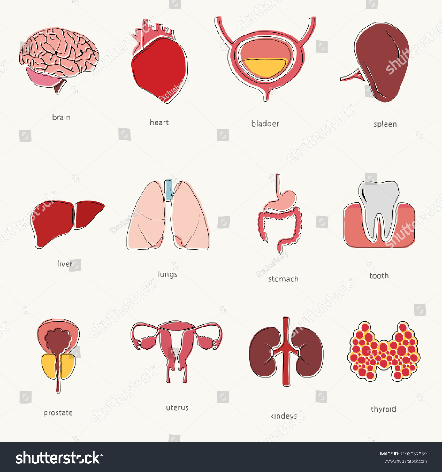 Different Doodle Icons Human Organs Set Stock Vector (Royalty Free ...