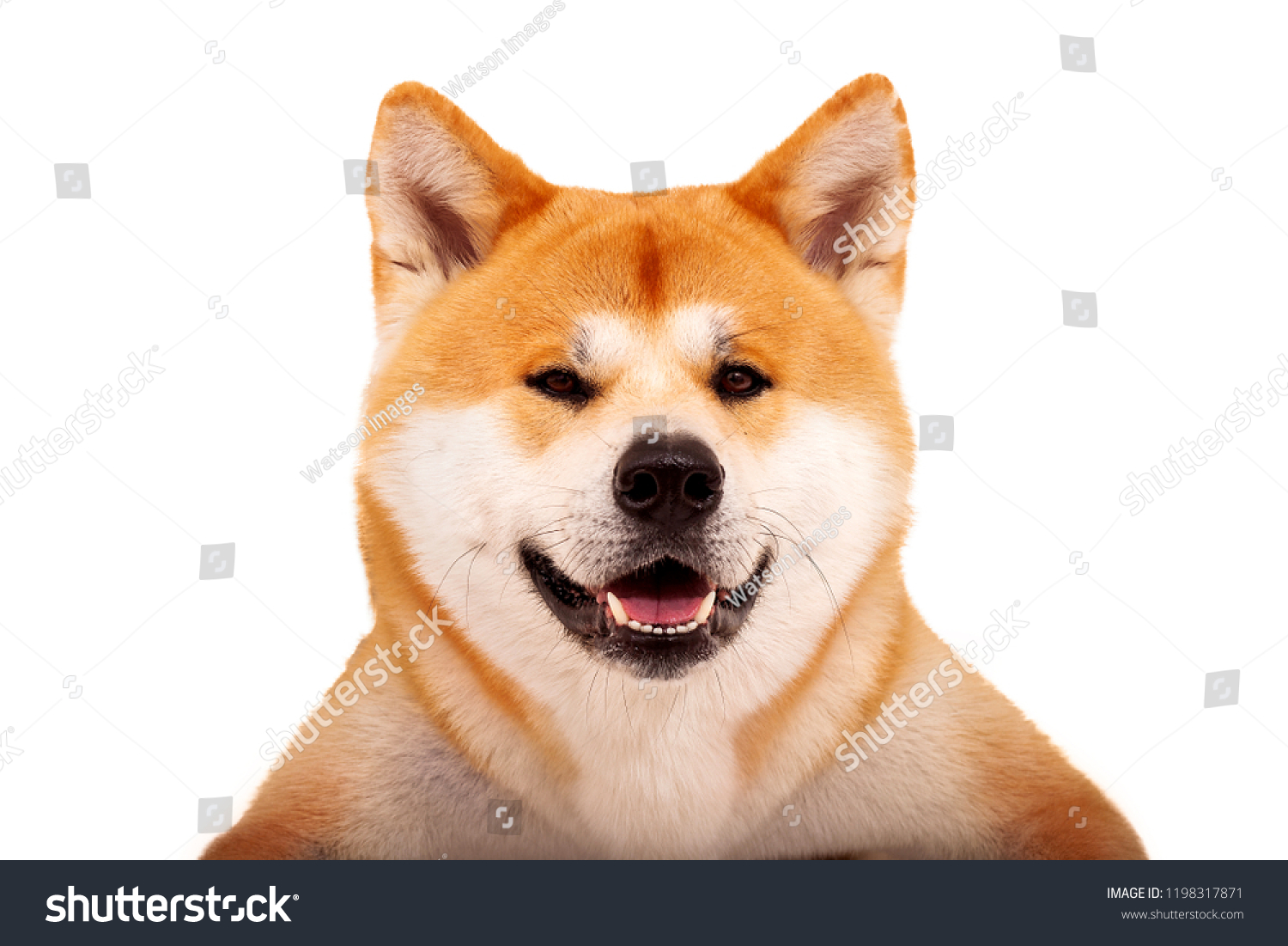 Funny Cute Portrait Akita Inu Japanese Stock Photo 1198317871