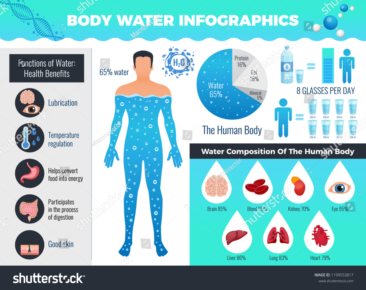 Body Water Infographic Set Water Balance Stock Vector (Royalty Free ...