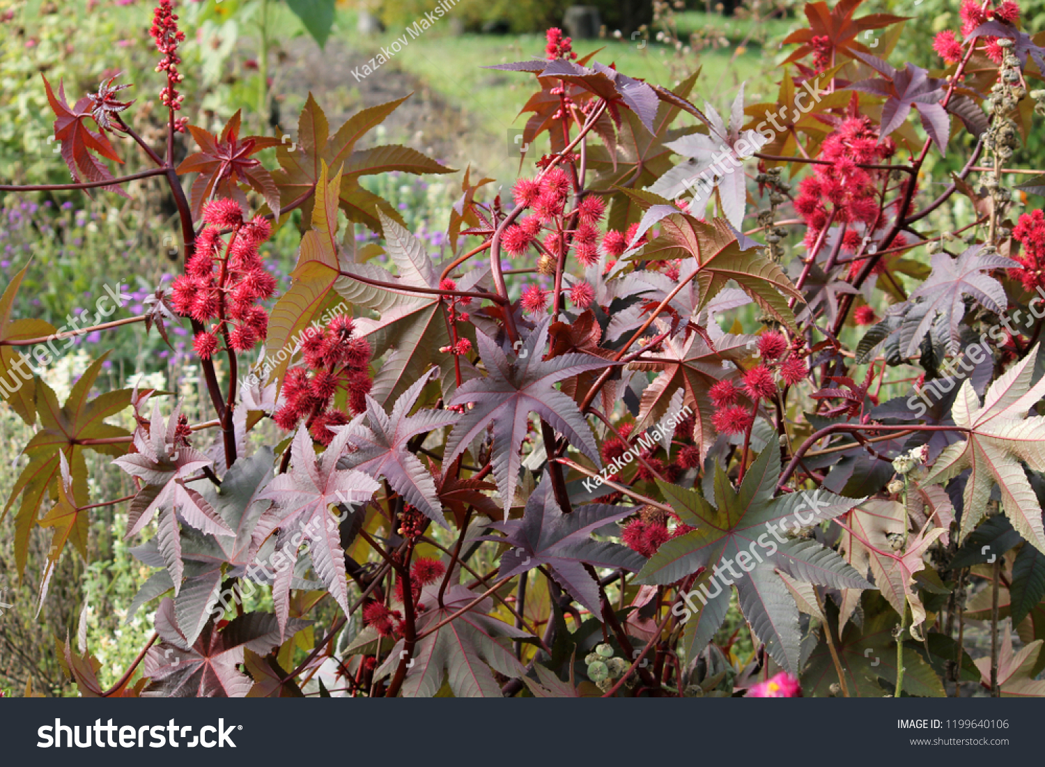 Клещевина обыкновенная ядовитое. Клещевина Ricinus communis. Клещевина Импала бронзовая. Клещевина обыкновенная (Ricinus communis). Клещевина занзибарская.