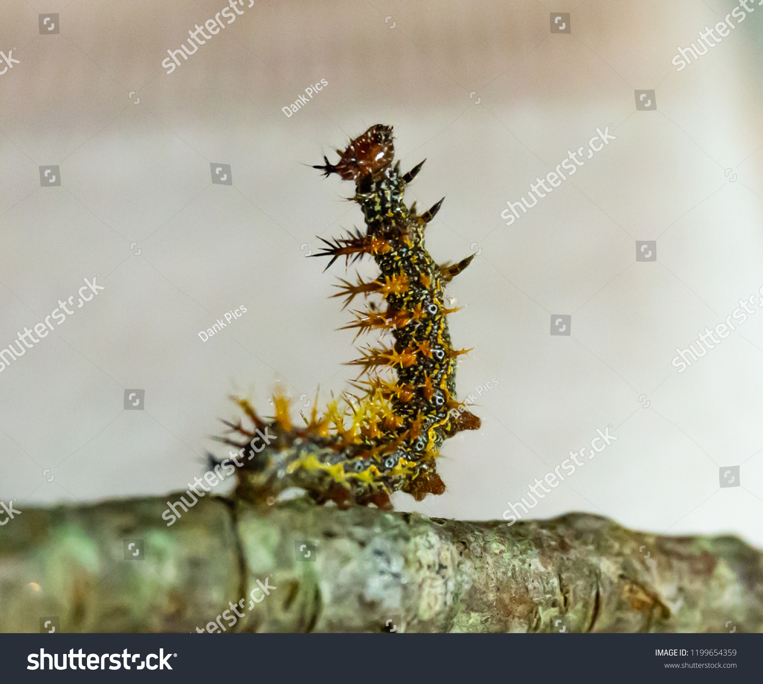 Question Mark Caterpillar Poses On Stick Stock Photo 1199654359 ...