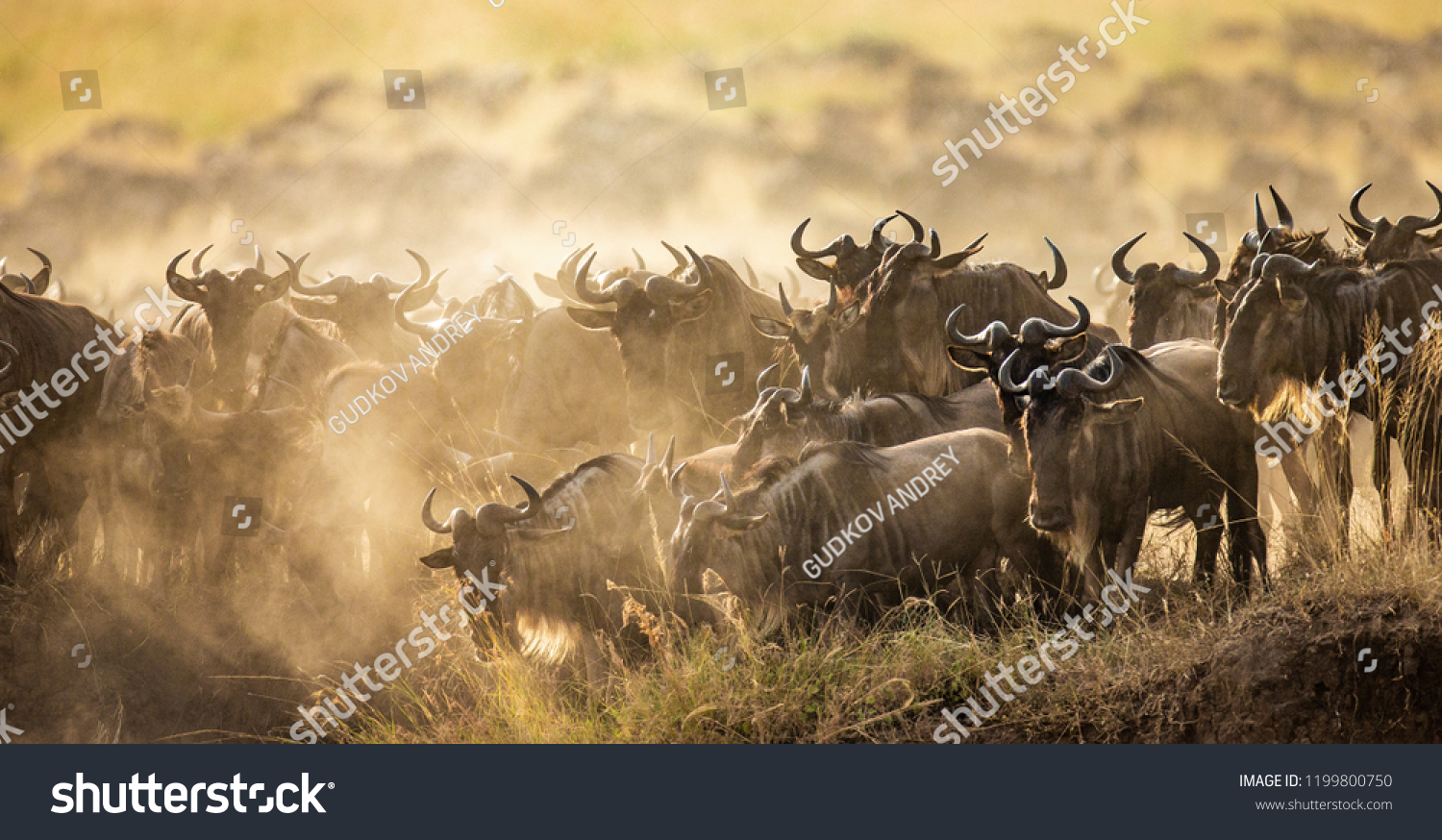 5,570 Serengeti Great Migration Images, Stock Photos & Vectors ...