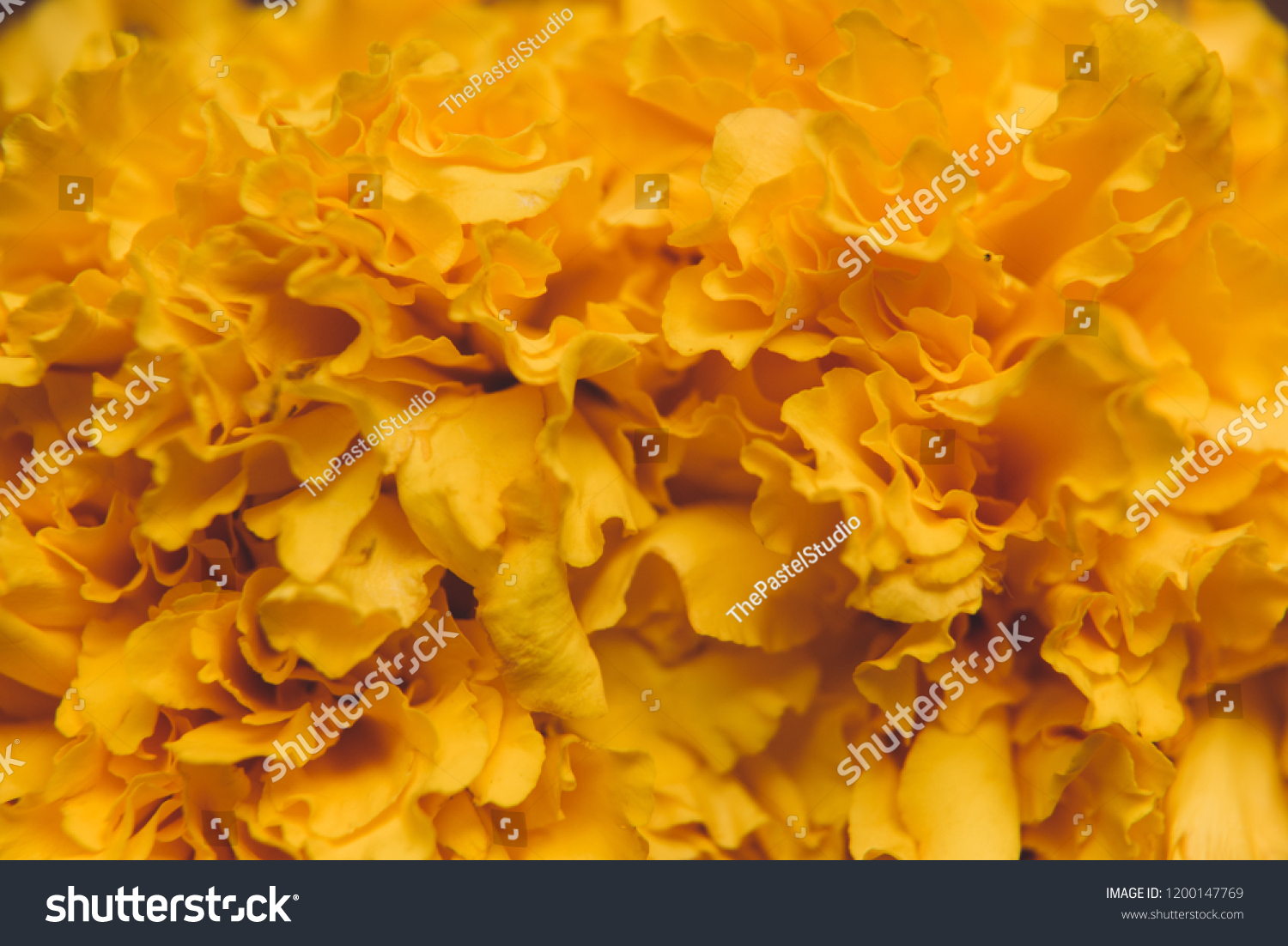 Marigold Flower Texture Stock Photo 1200147769 | Shutterstock