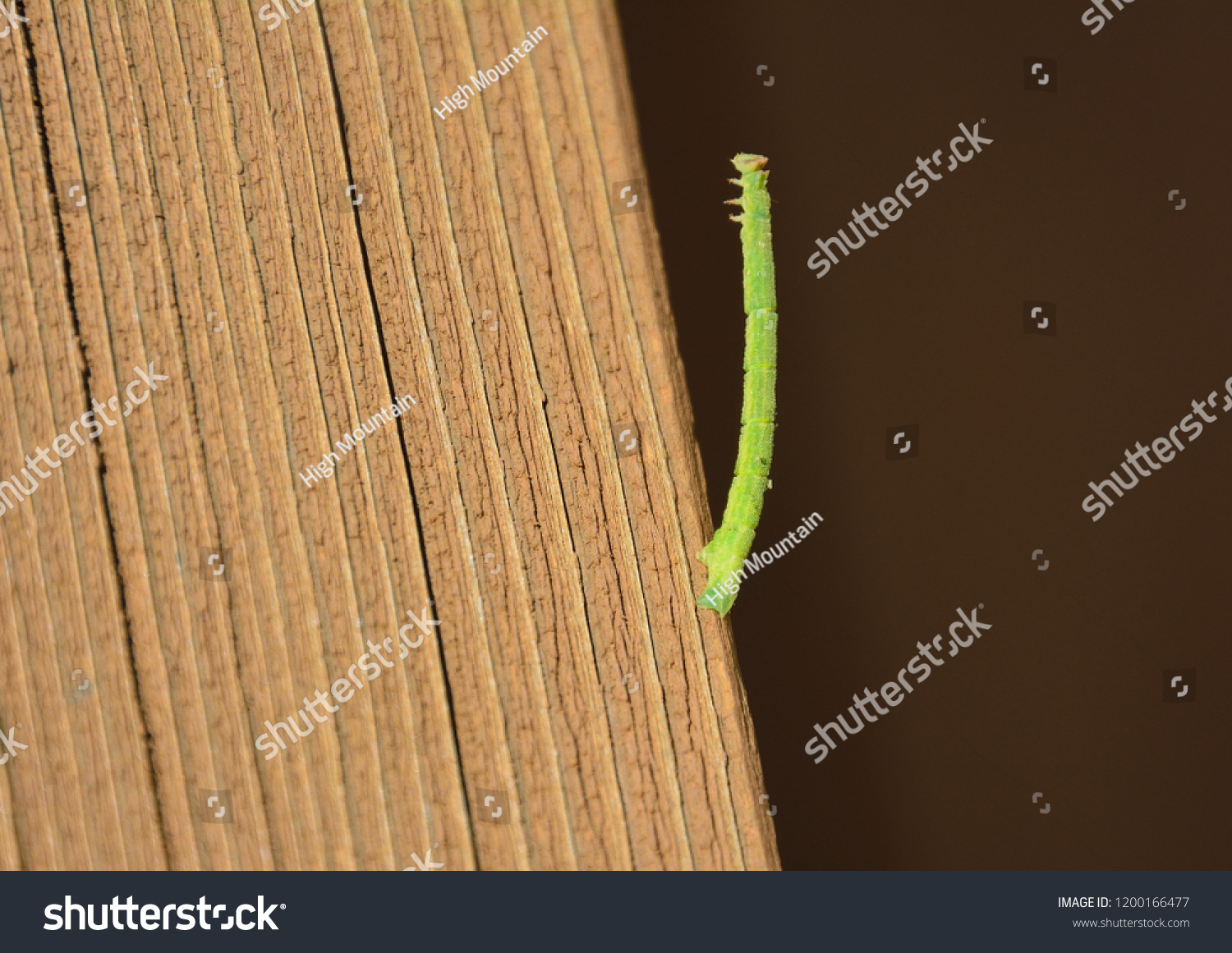 Measuring Worm Inchworm Span Worm Stock Photo 1200166477 Shutterstock