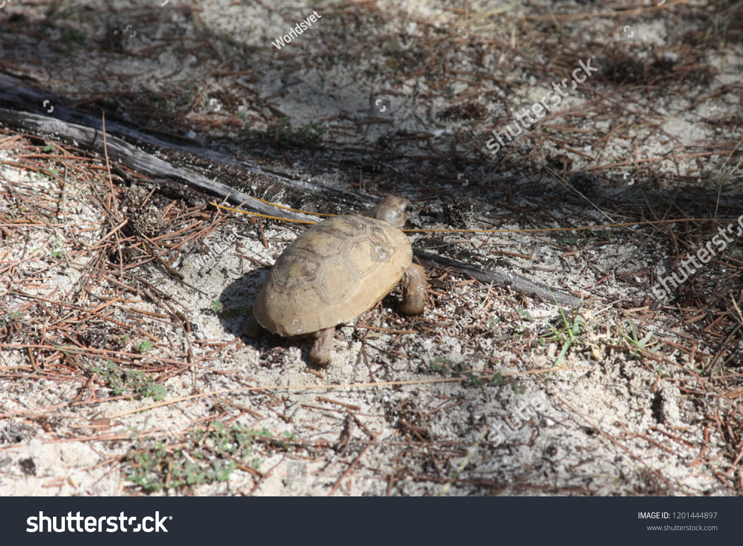 aldabra giant tortoise baby