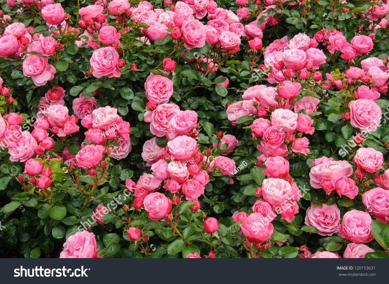 Куст роз для варенья