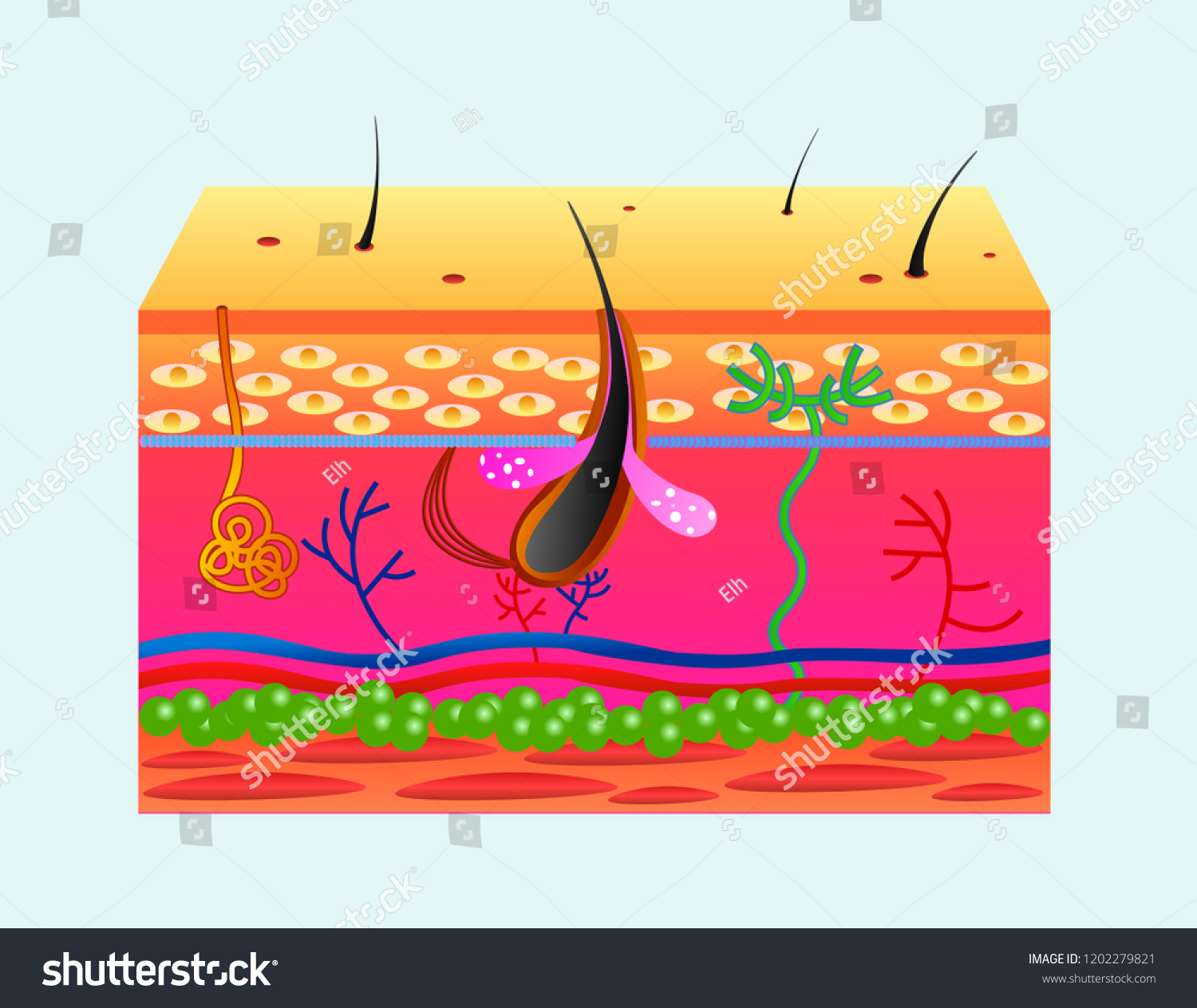 Human Skin Structure Vector Illustration Isolated Stock Vector (Royalty ...