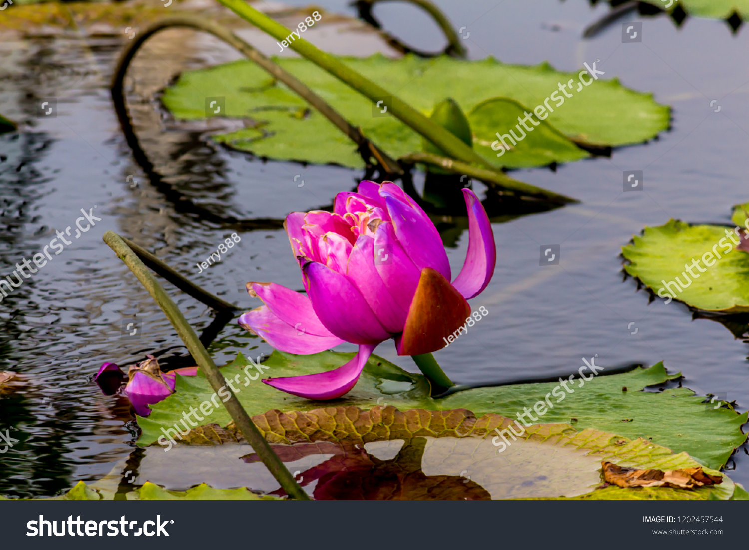 Lotus Flower Bangkok Thailand Stock Photo 1202457544 | Shutterstock