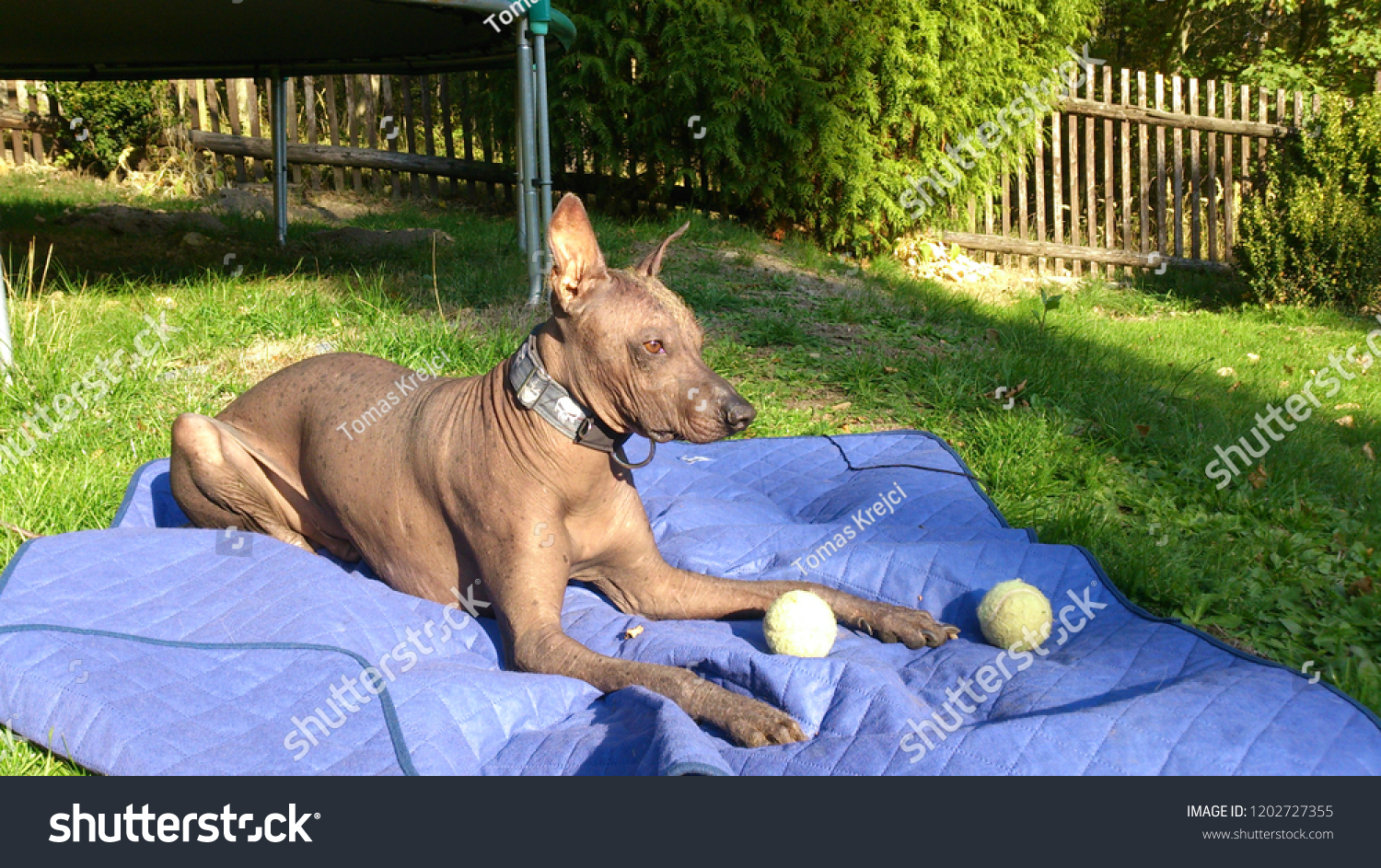 Perro Sin Pelo Del Peru Grande Stock Photo 1202727355 | Shutterstock