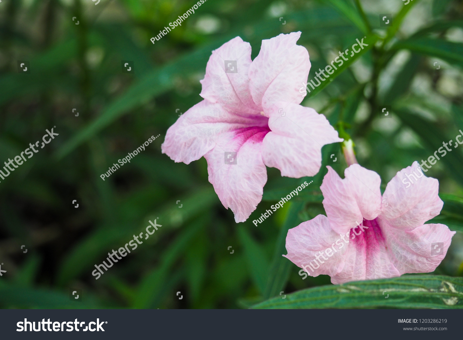 Closeup Soft Pink Ruellia Simplex Flower Stock Photo 1203286219 ...