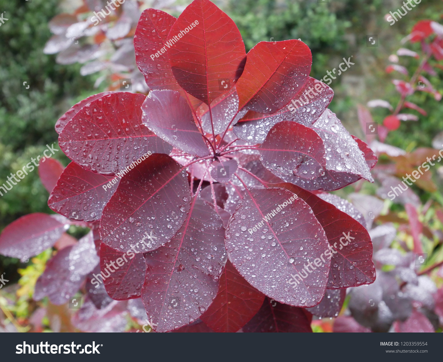 types-of-leaf-compound-leaf-simple-leaf-poplar-leaf-and-rosehip-leaf