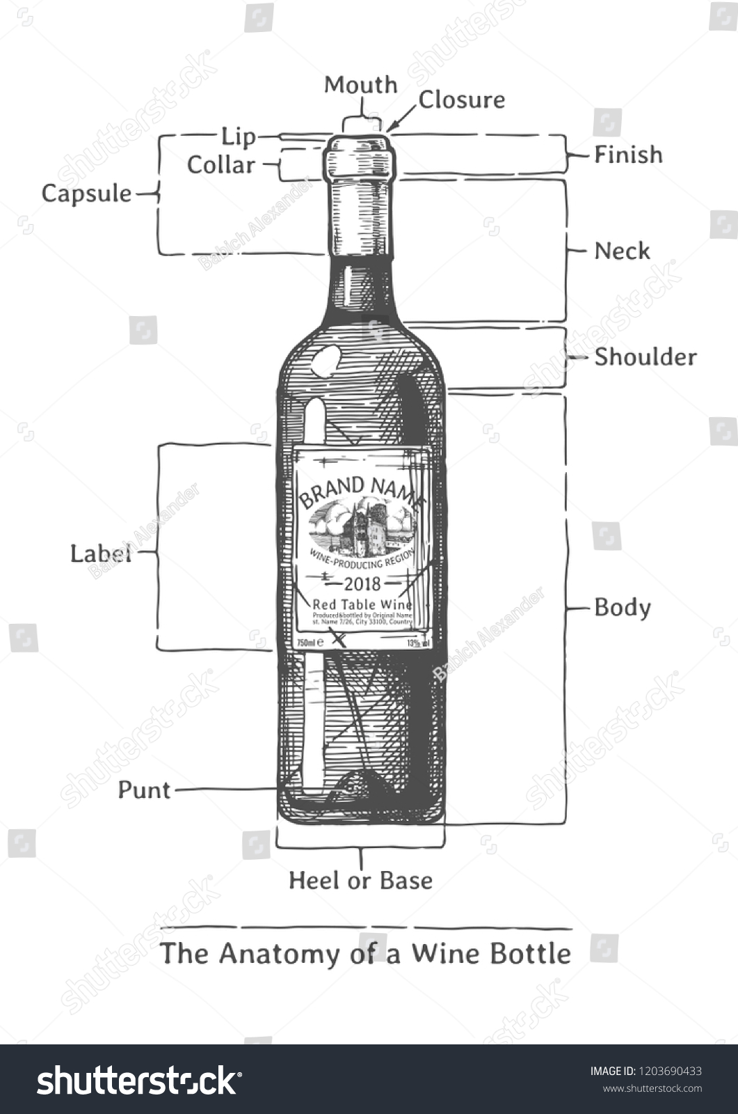 Anatomy Wine Bottle Hand Drawn Illustration Stock Illustration 1203690433 Shutterstock 7393