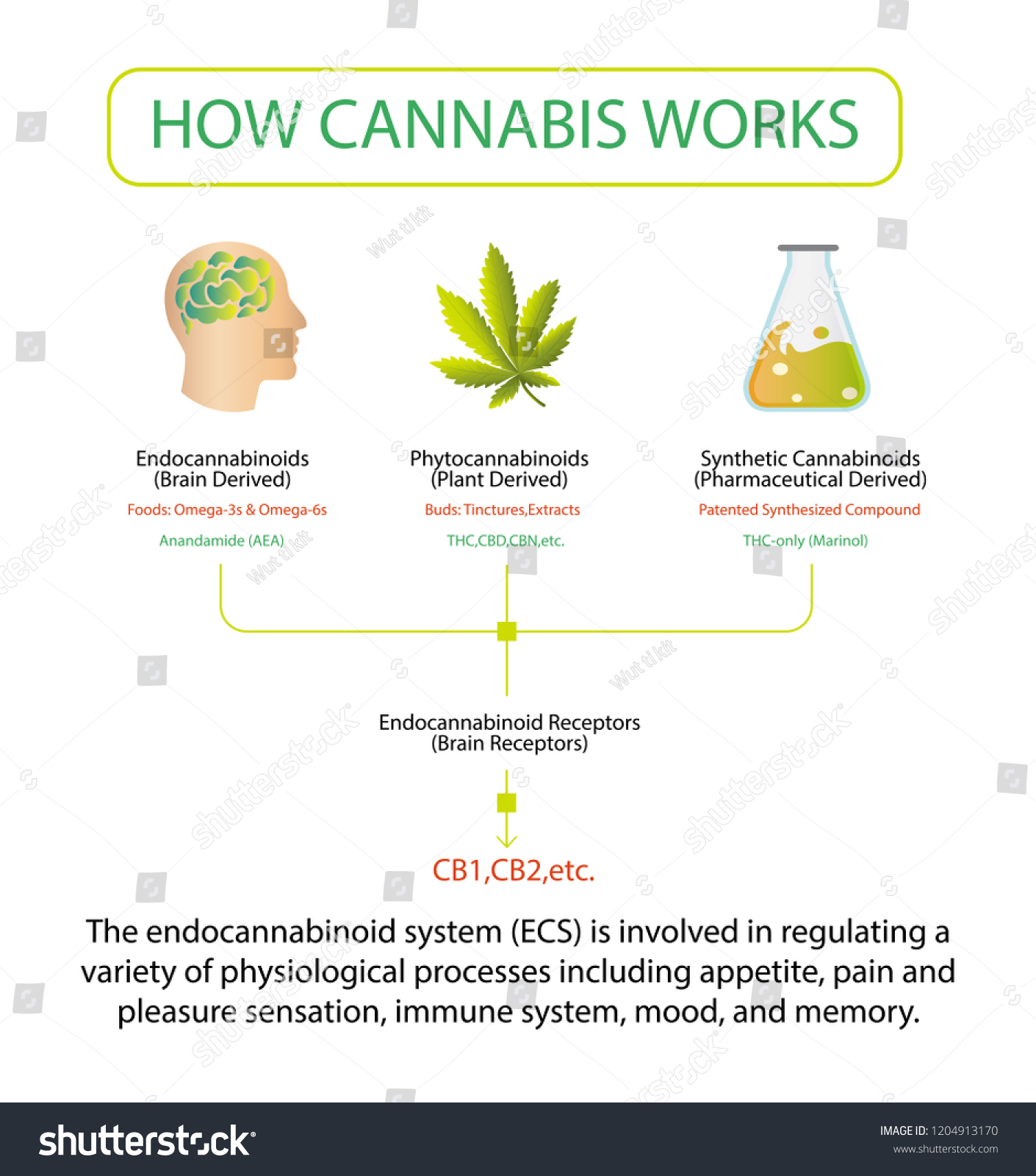 How Cannabis Cbd Oil Works Receptors Stock Vector (Royalty Free ...