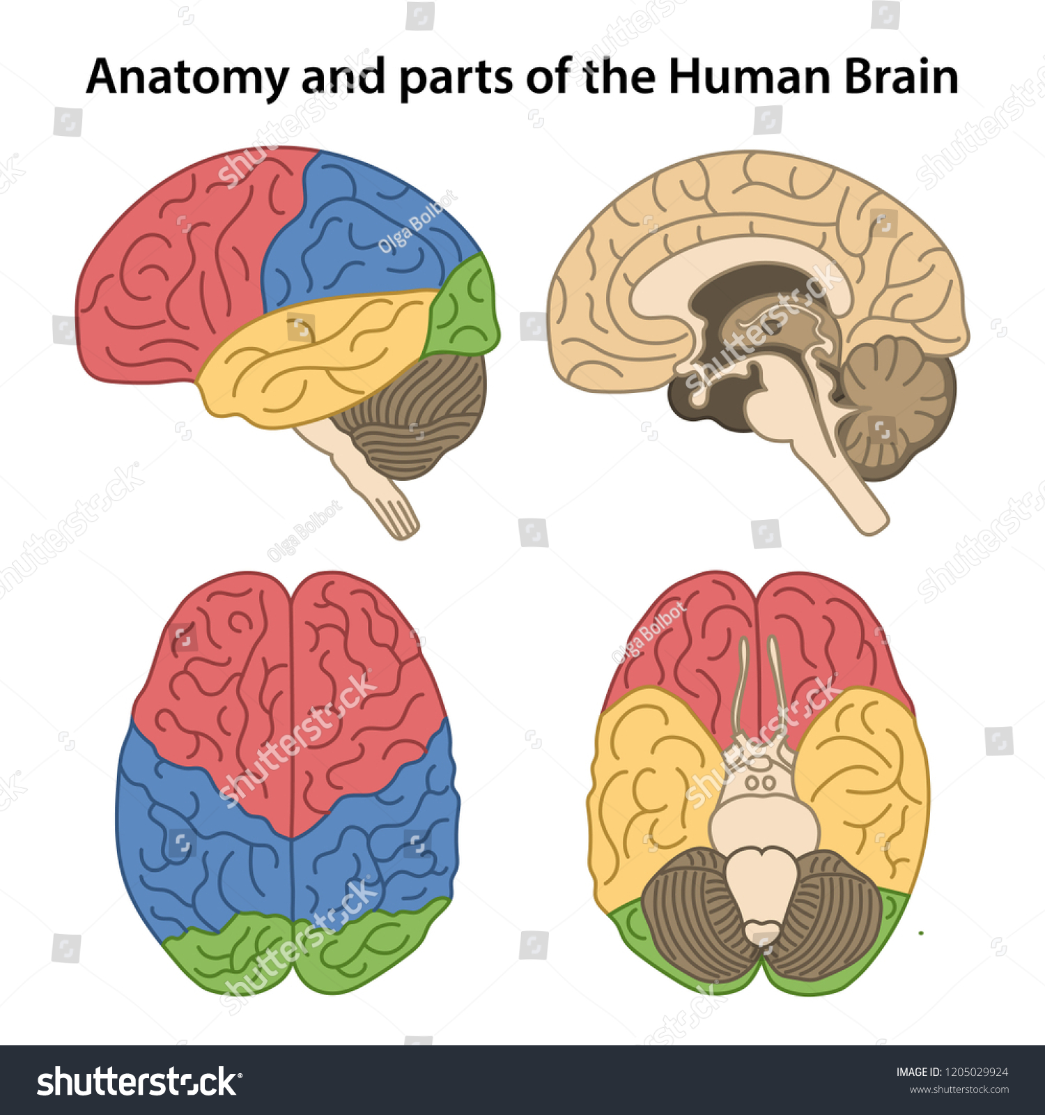 Anatomy Parts Human Brain Lateral Superior Stock Vector (Royalty Free ...