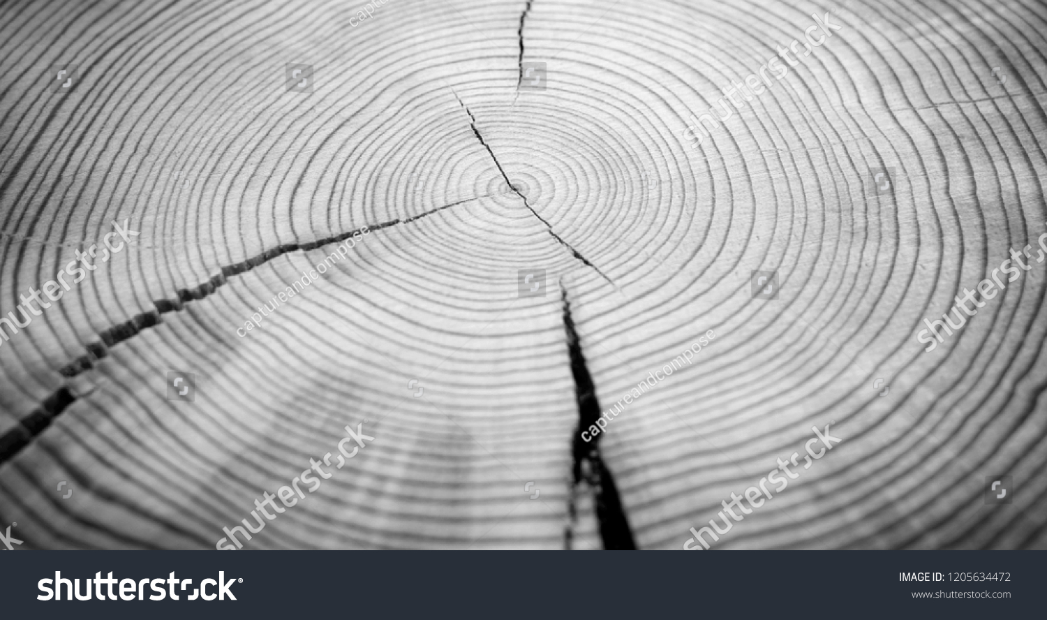 Detailed Black White Wood Rings Texture Stock Photo 1205634472 ...