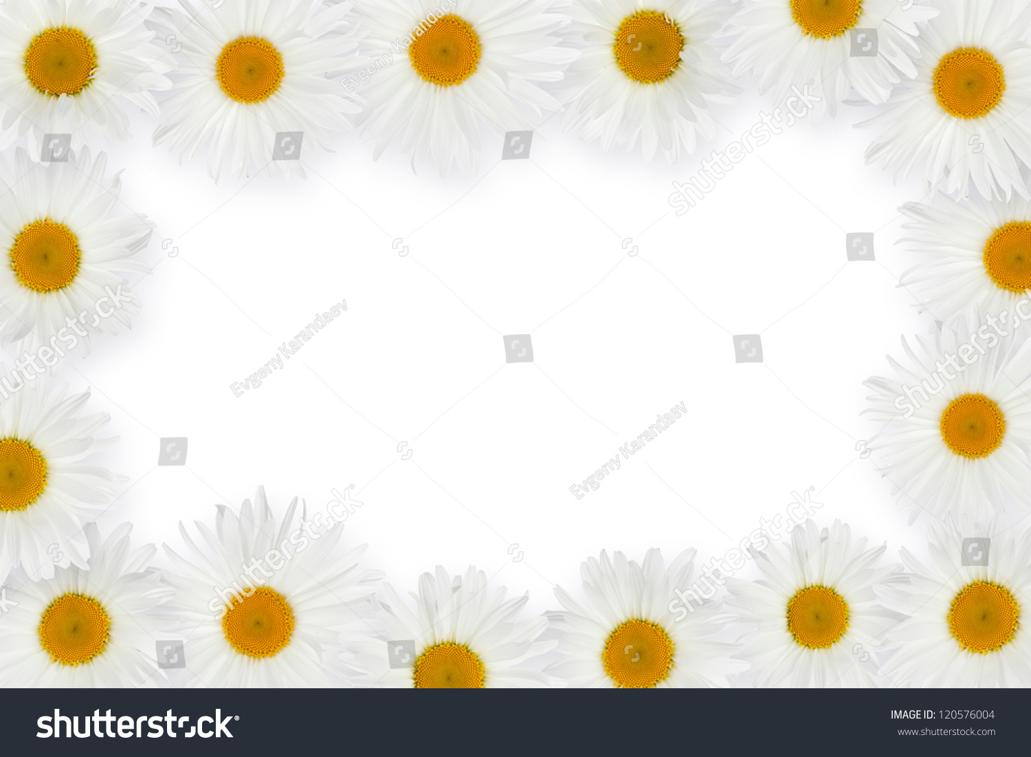 Chamomile Flower Frame Over White Background Stock Photo 120576004 ...