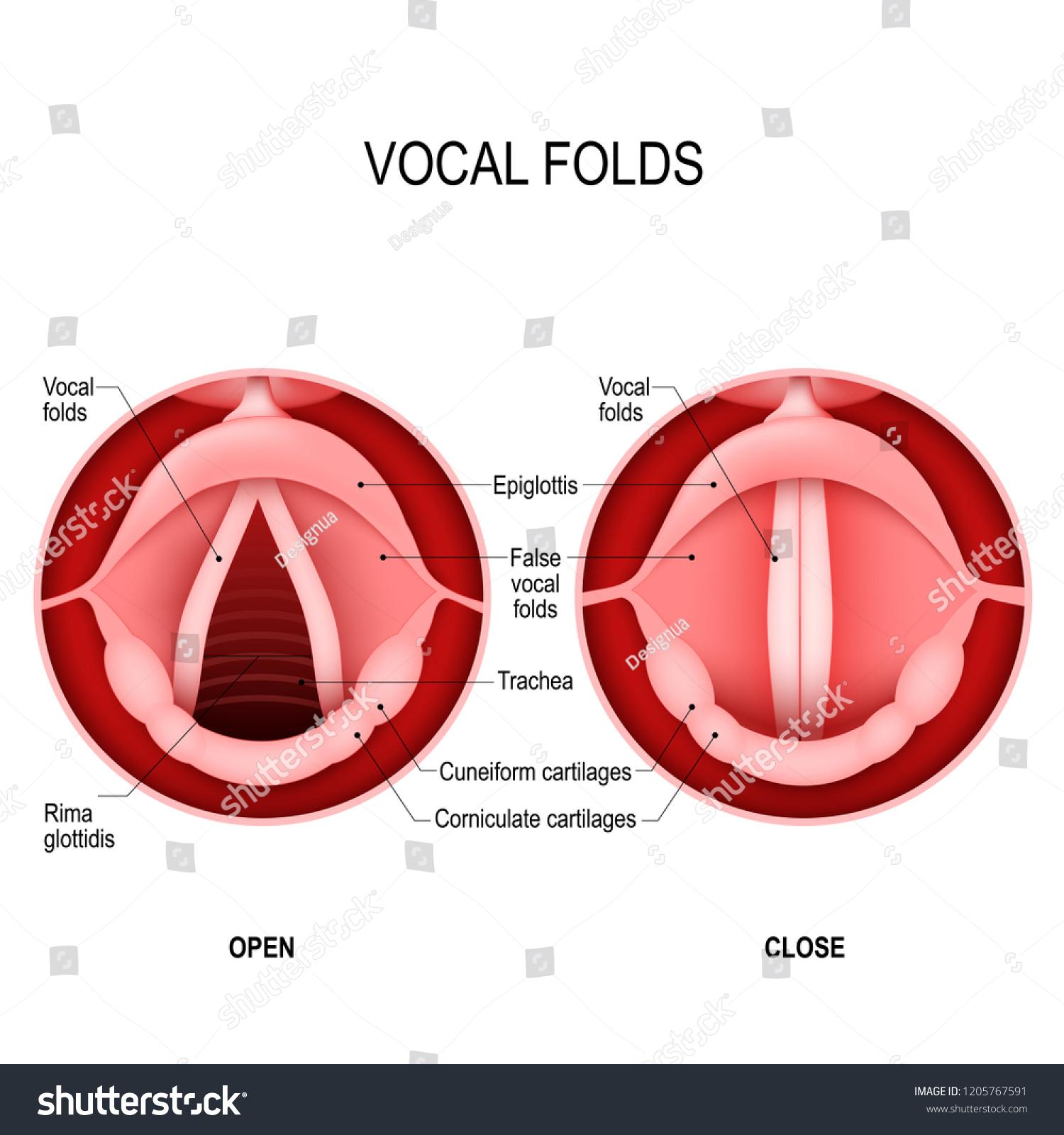 Los Pliegues Vocales La Voz Humana Ilustración De Stock 1205767591 Shutterstock