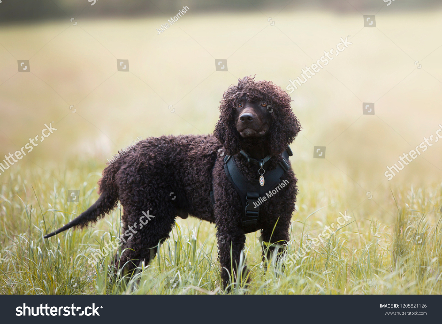 are irish water spaniel puppies lazy