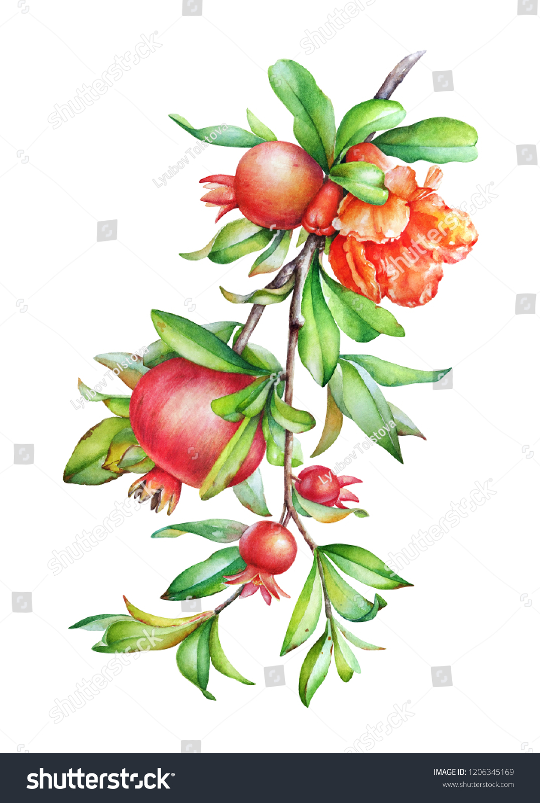 Watercolor Hand Drawn Illustration Pomegranate Tree Stock Illustration ...