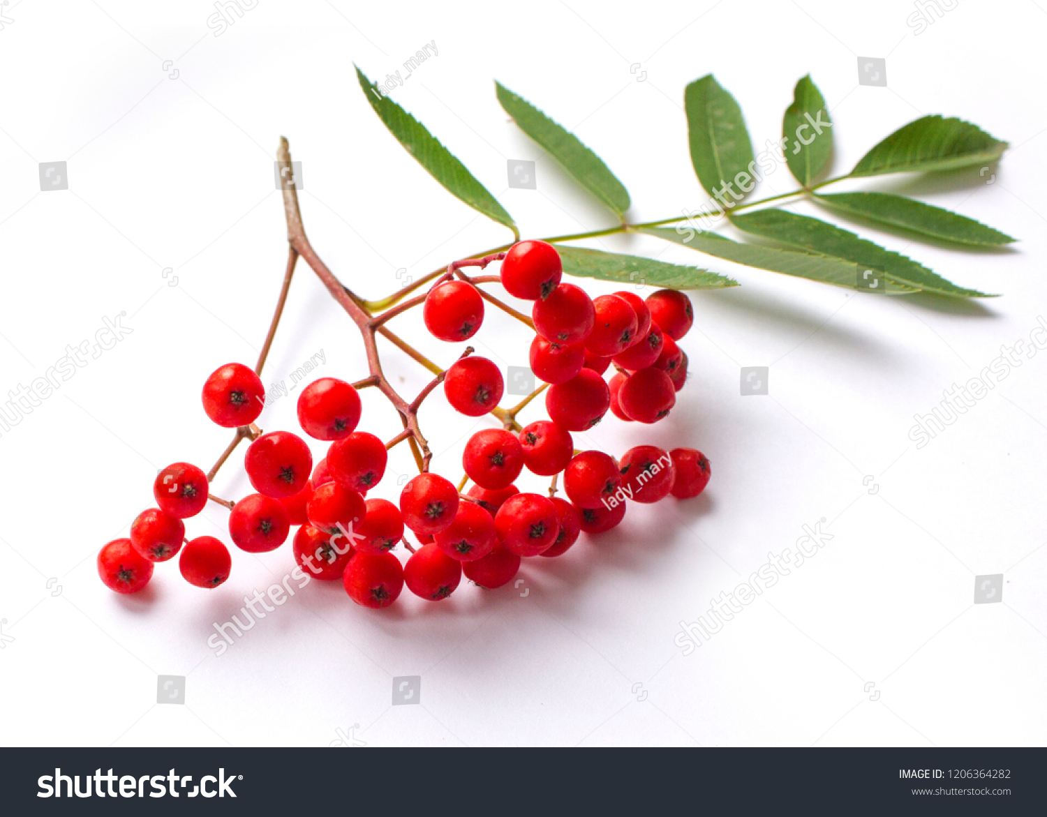 19 Aurumn Leaves Isolated Stock Photos, Images & Photography | Shutterstock