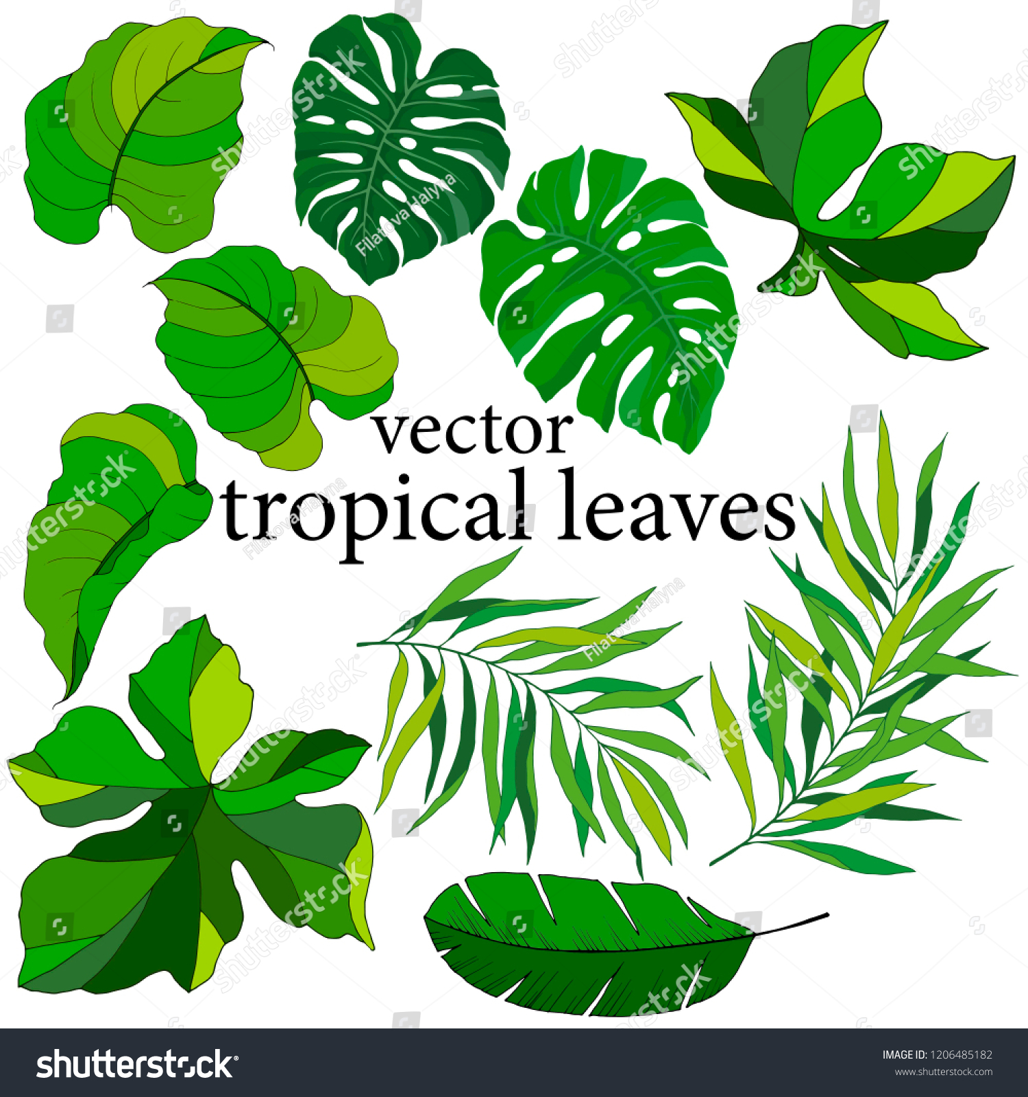 Set Isolated Leaves Tropical Plants Stock Vector (Royalty Free ...
