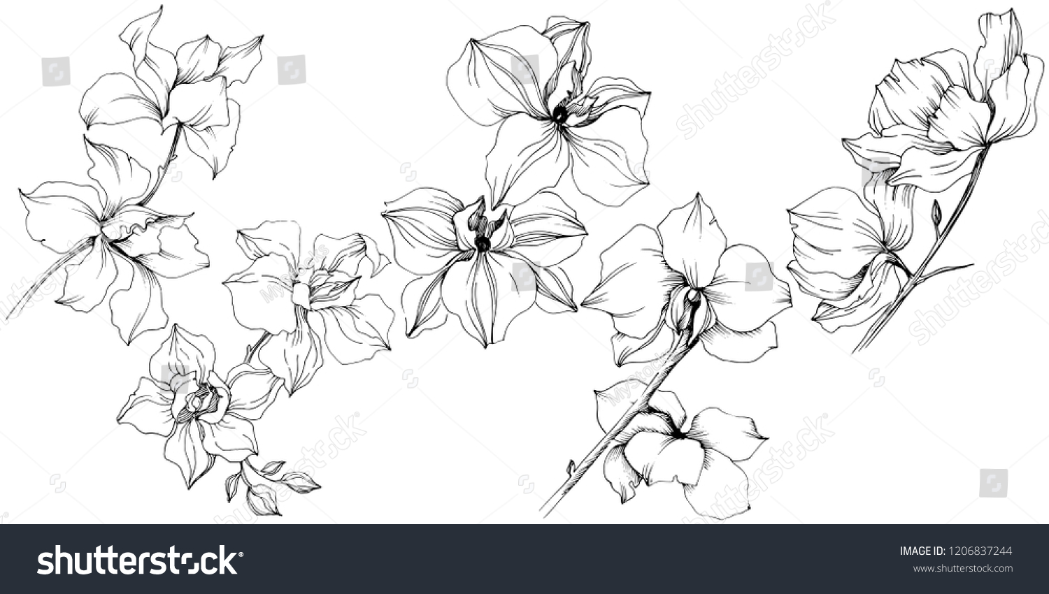 Orchid Flower Floral Botanical Flower Isolated Stock Illustration ...