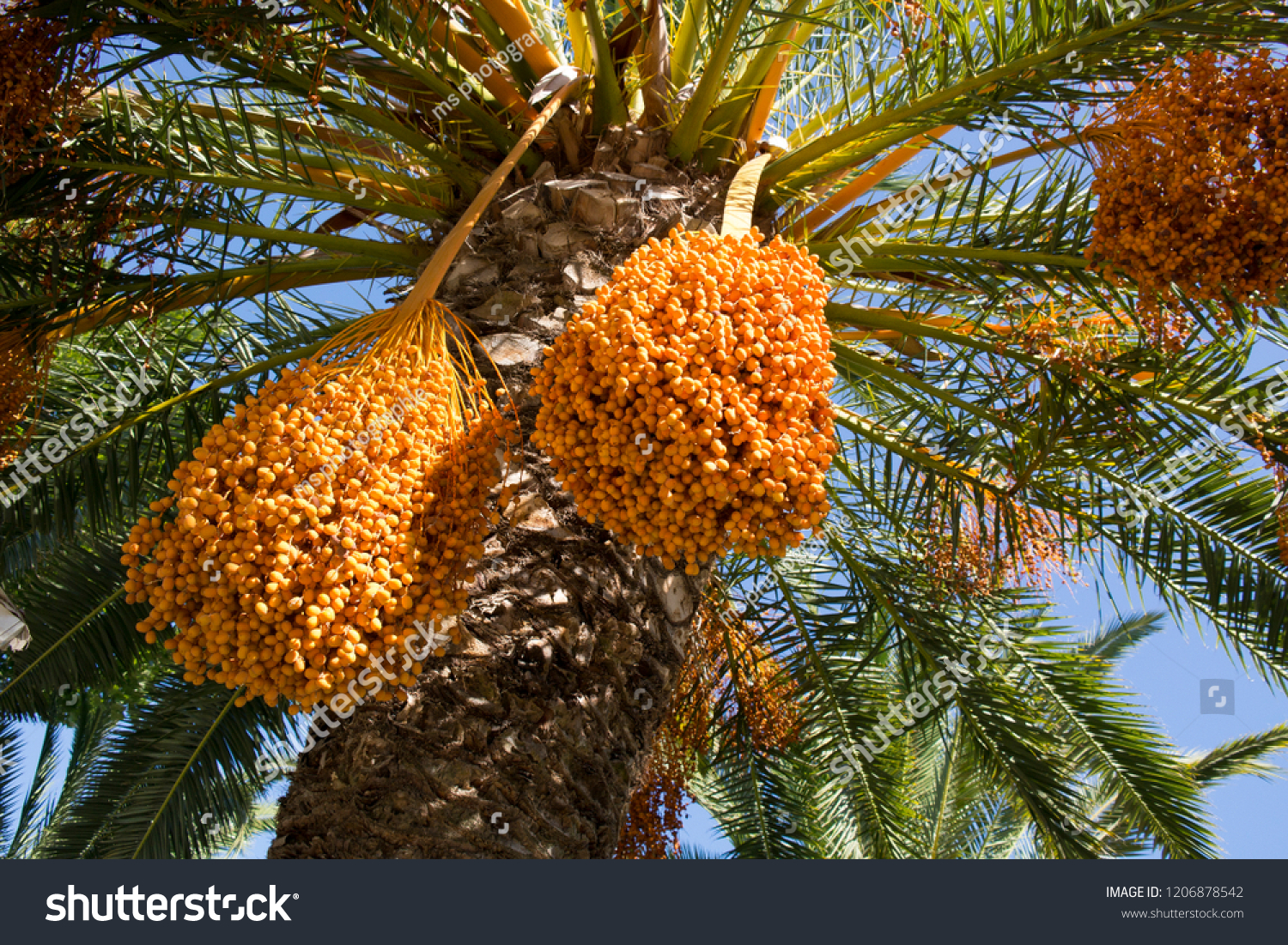 Финики чьи. Phoenix dactylifera. Плоды пальмового дерева. Кактусовый финик. Финик пальчатый (лат. Phoenix dactylifera).