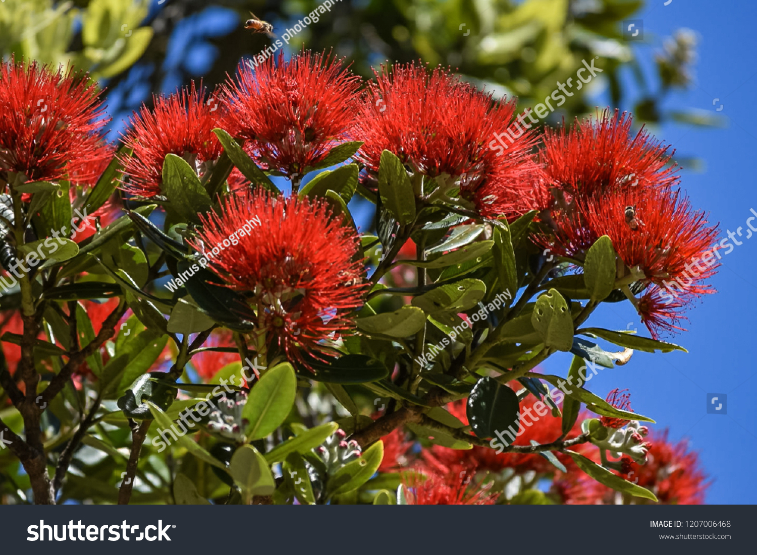 new-zealand-native-tree-pohutakawa-flowering-stock-photo-1207006468