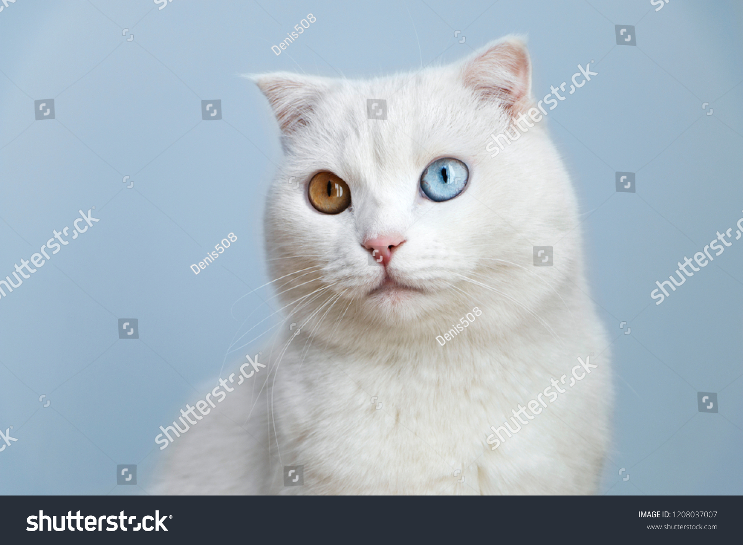 219,754 Colorful cat eyes Images, Stock Photos & Vectors | Shutterstock