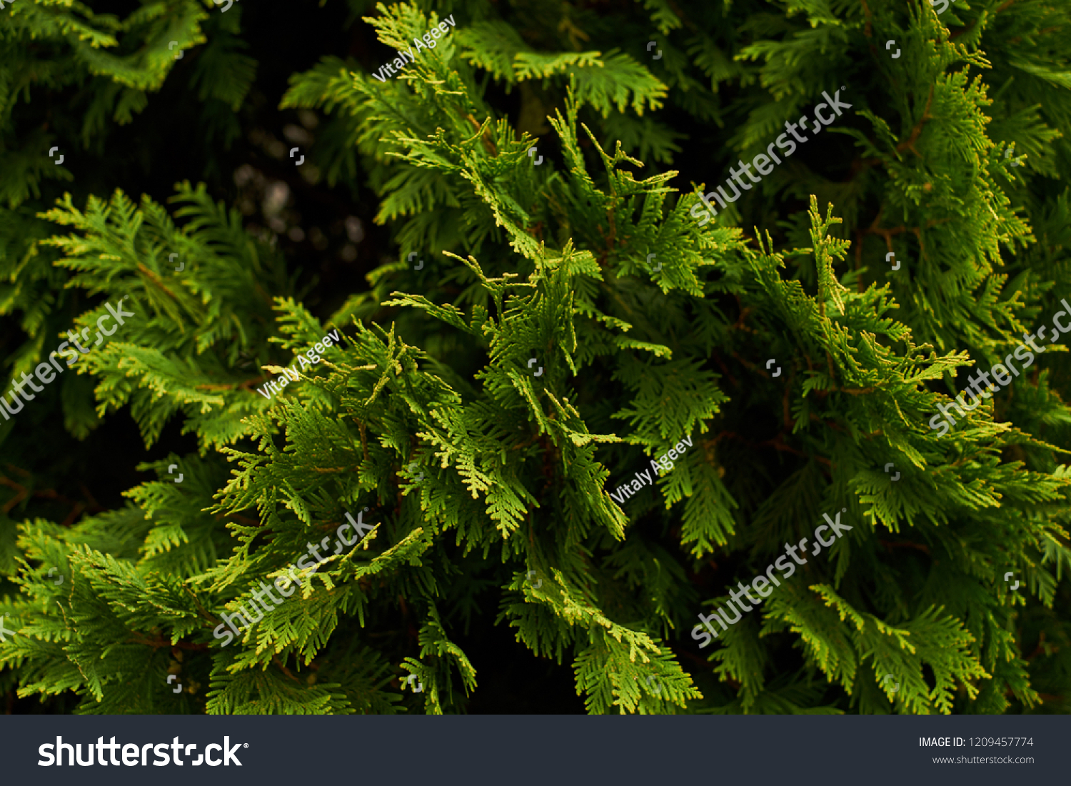 Ornamental Shrubs Wall Shrubs Green Background Stock Photo 1209457774