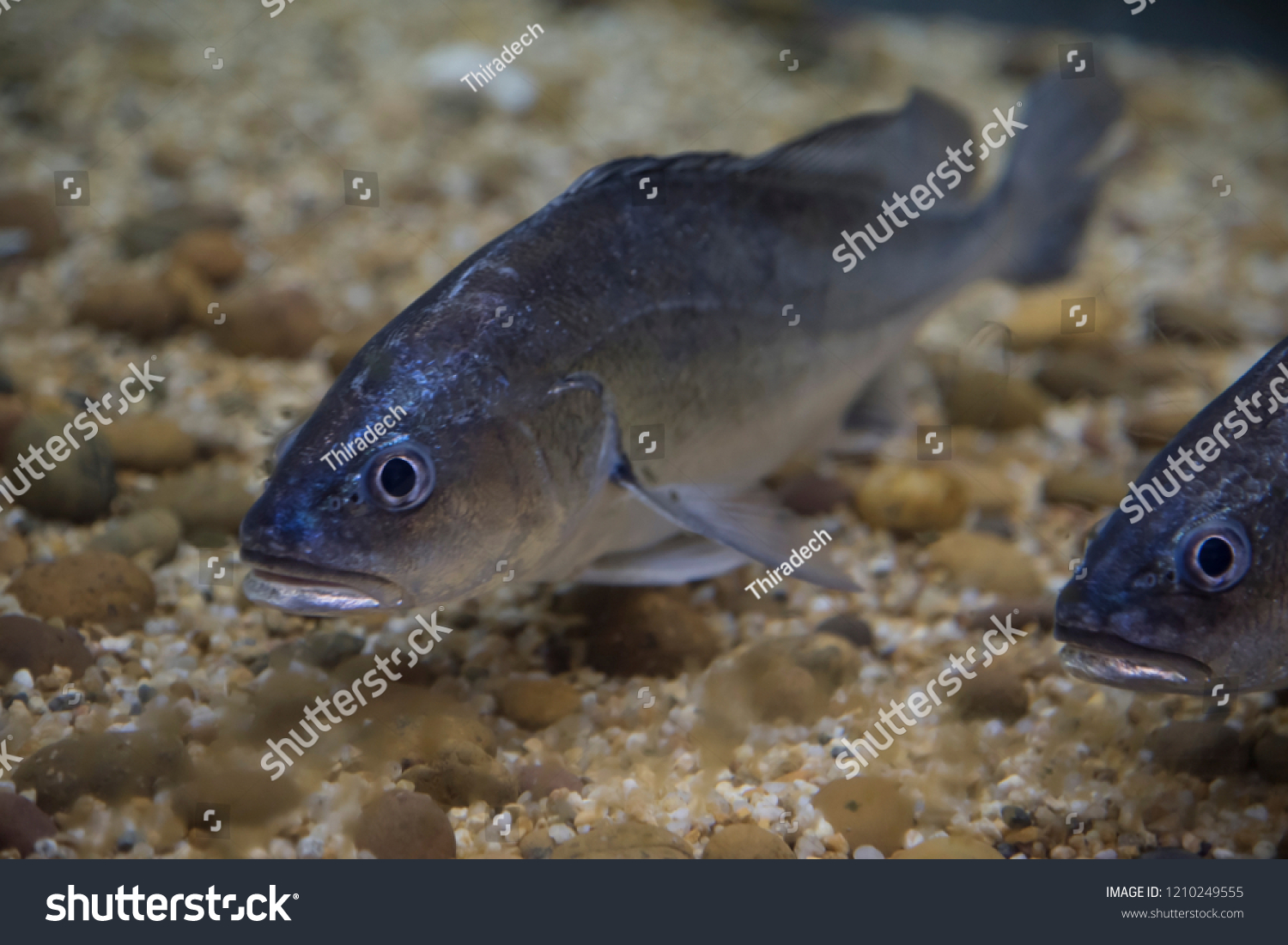 Freshwater Fish Thailand Natural Background Wallpaper Stock Photo