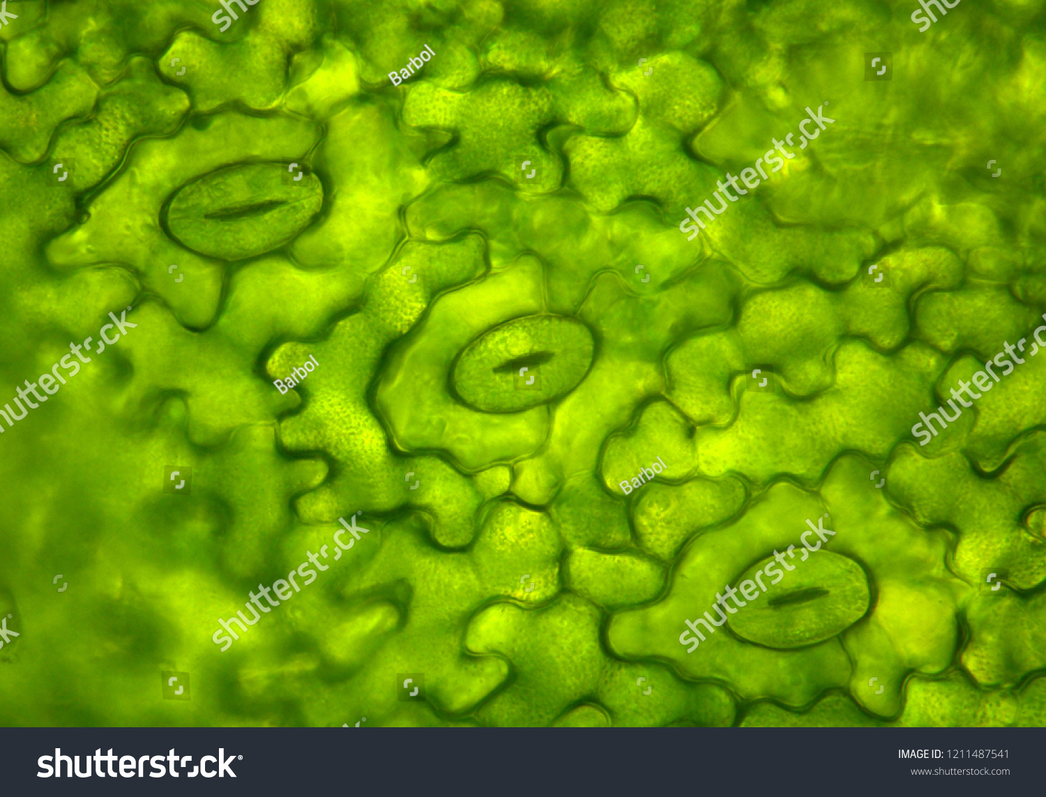 978 Stomata Stock Photos, Images & Photography | Shutterstock