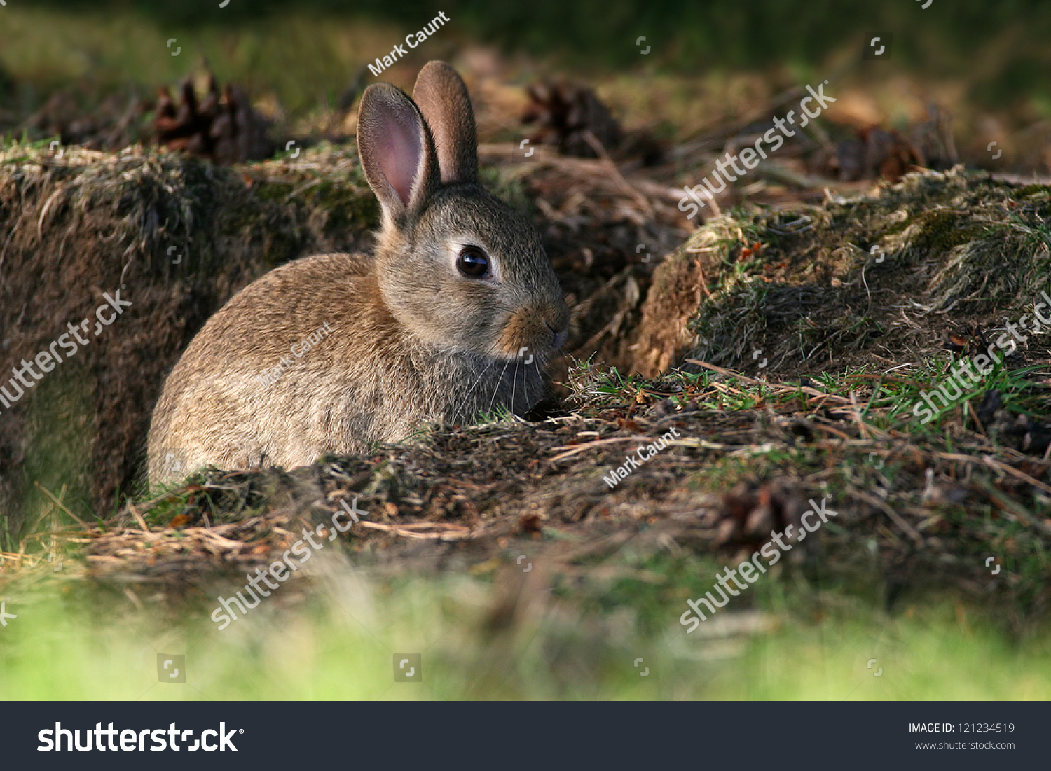 Rabbit Oryctolagus Cuniculus Burrow Amongst Pine Stock Photo 121234519 ...