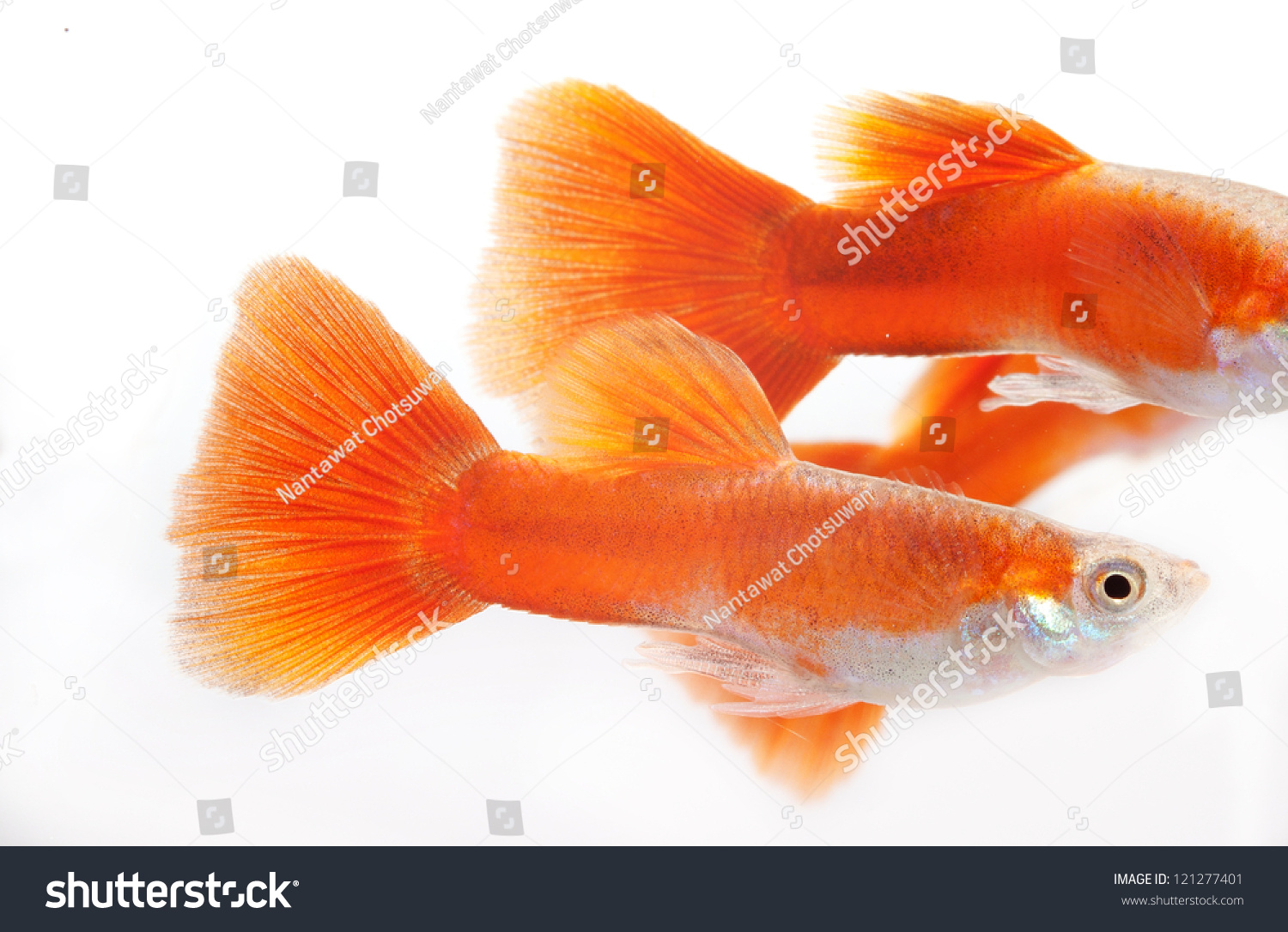 Full Red Guppy Isolated On White Stock Photo 121277401 Shutterstock