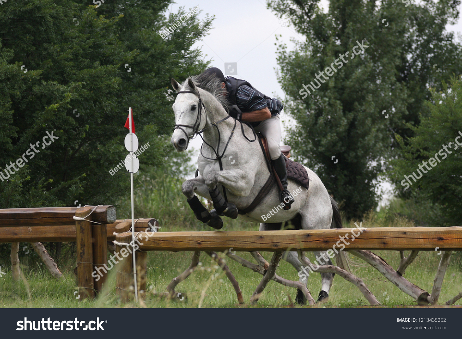 palomino arabian jumping