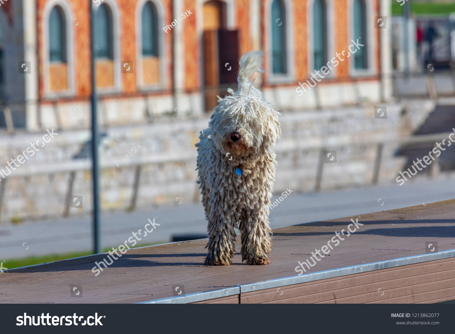 what health problems do cantabrian water dog have